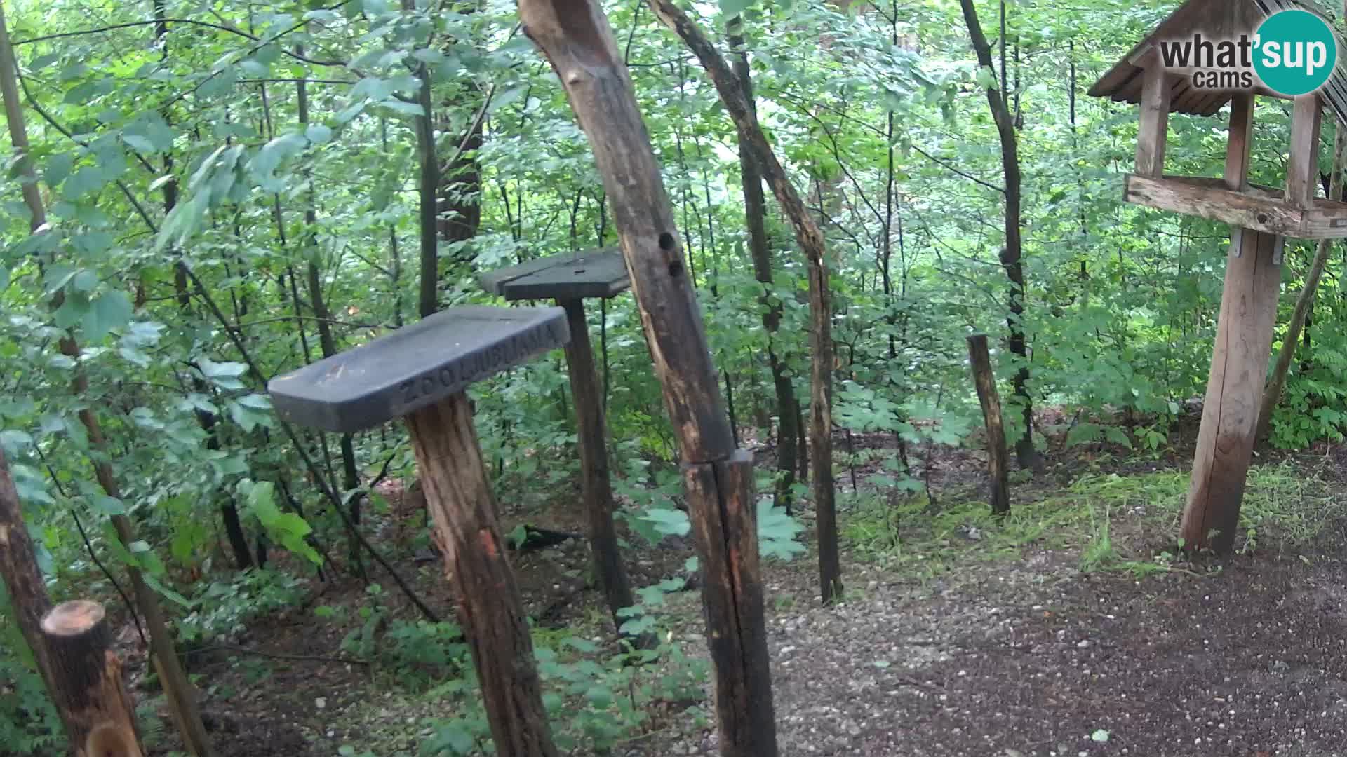 Krmilnice za ptiče v ZOO Ljubljana spletna kamera