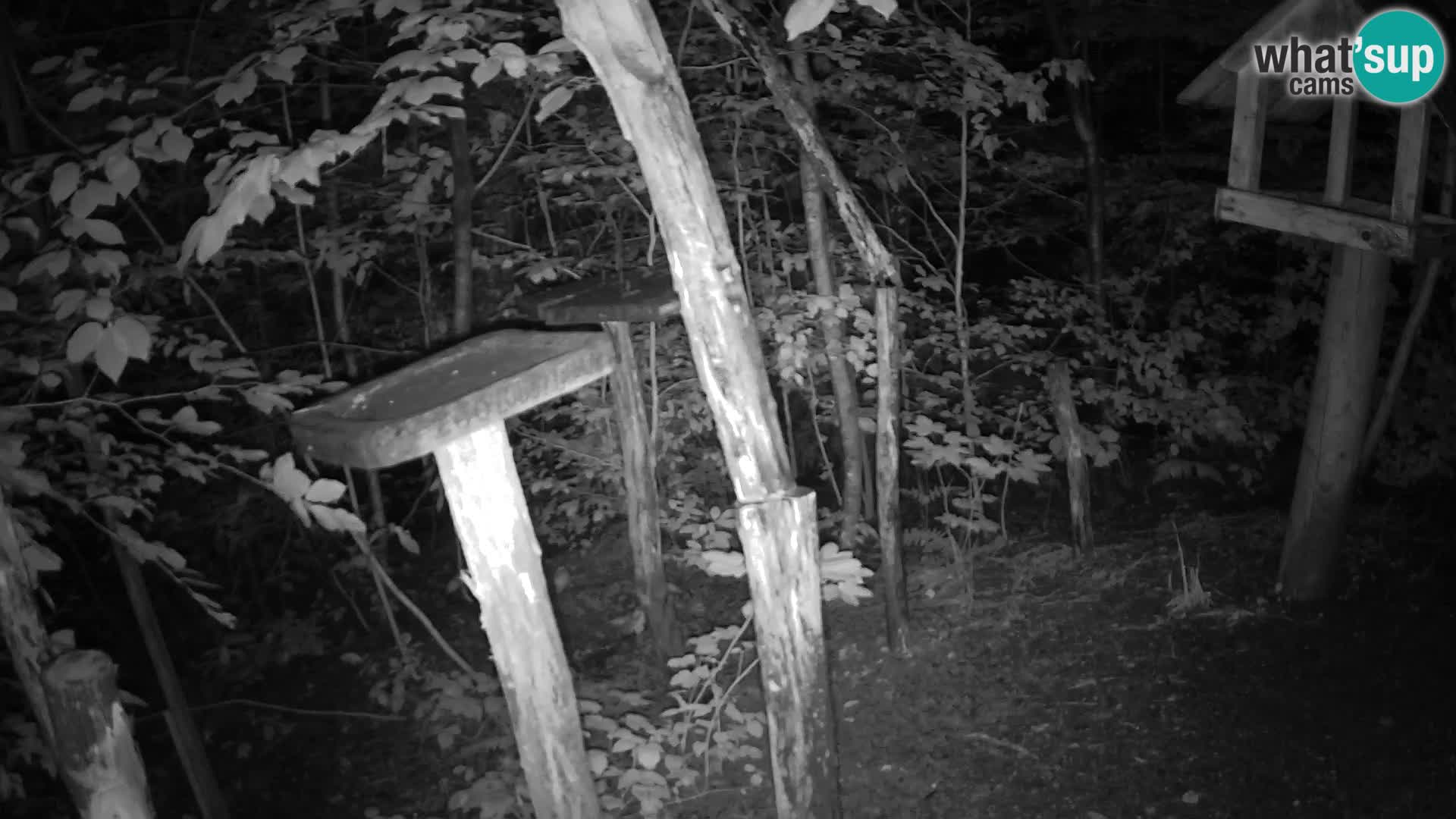 Mangeoires pour oiseaux au ZOO live webcam Ljubljana