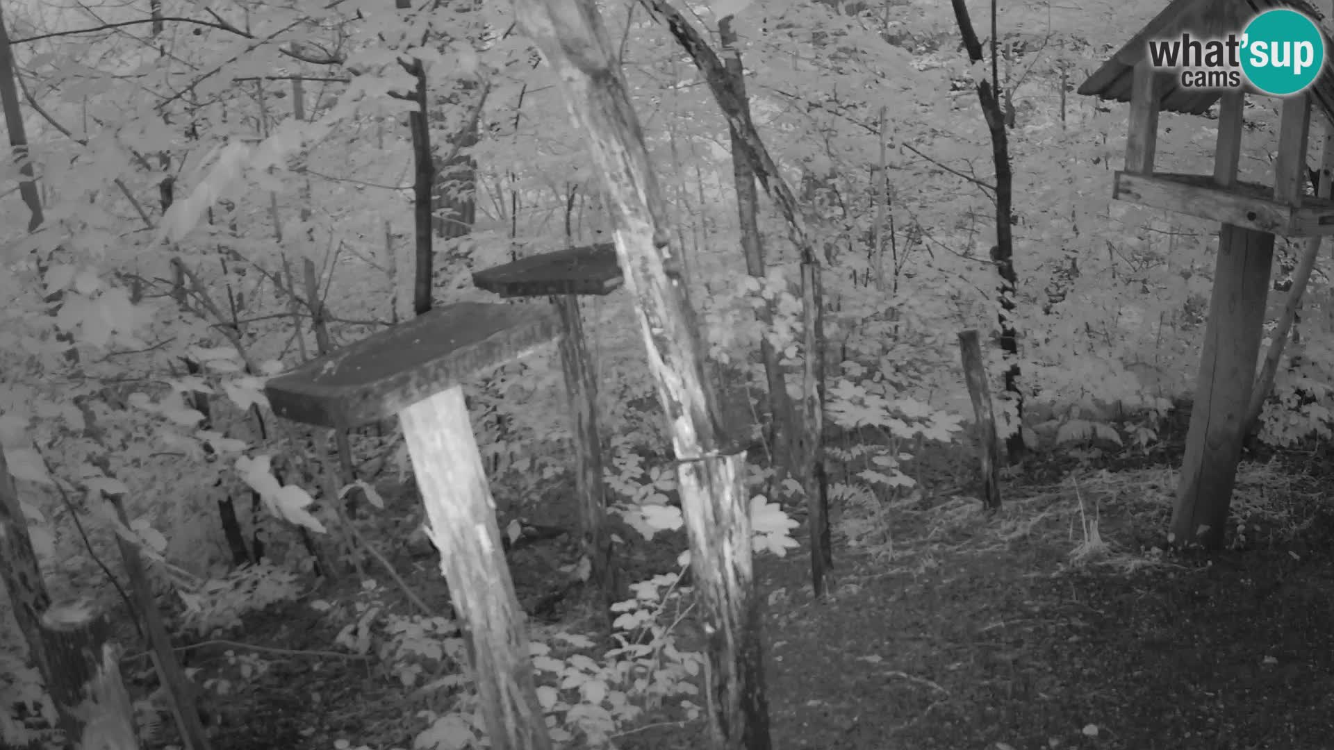 Mangeoires pour oiseaux au ZOO live webcam Ljubljana