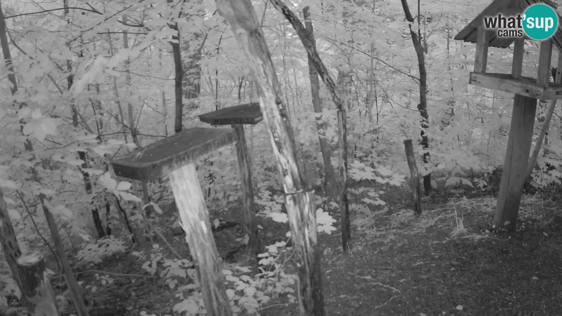 Mangeoires pour oiseaux au ZOO live webcam Ljubljana