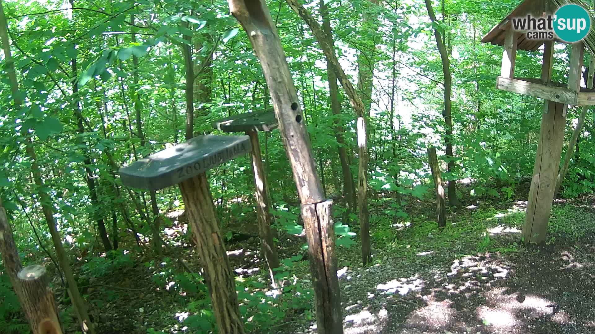 Comederos para pájaros en ZOO Ljubljana camera en vivo