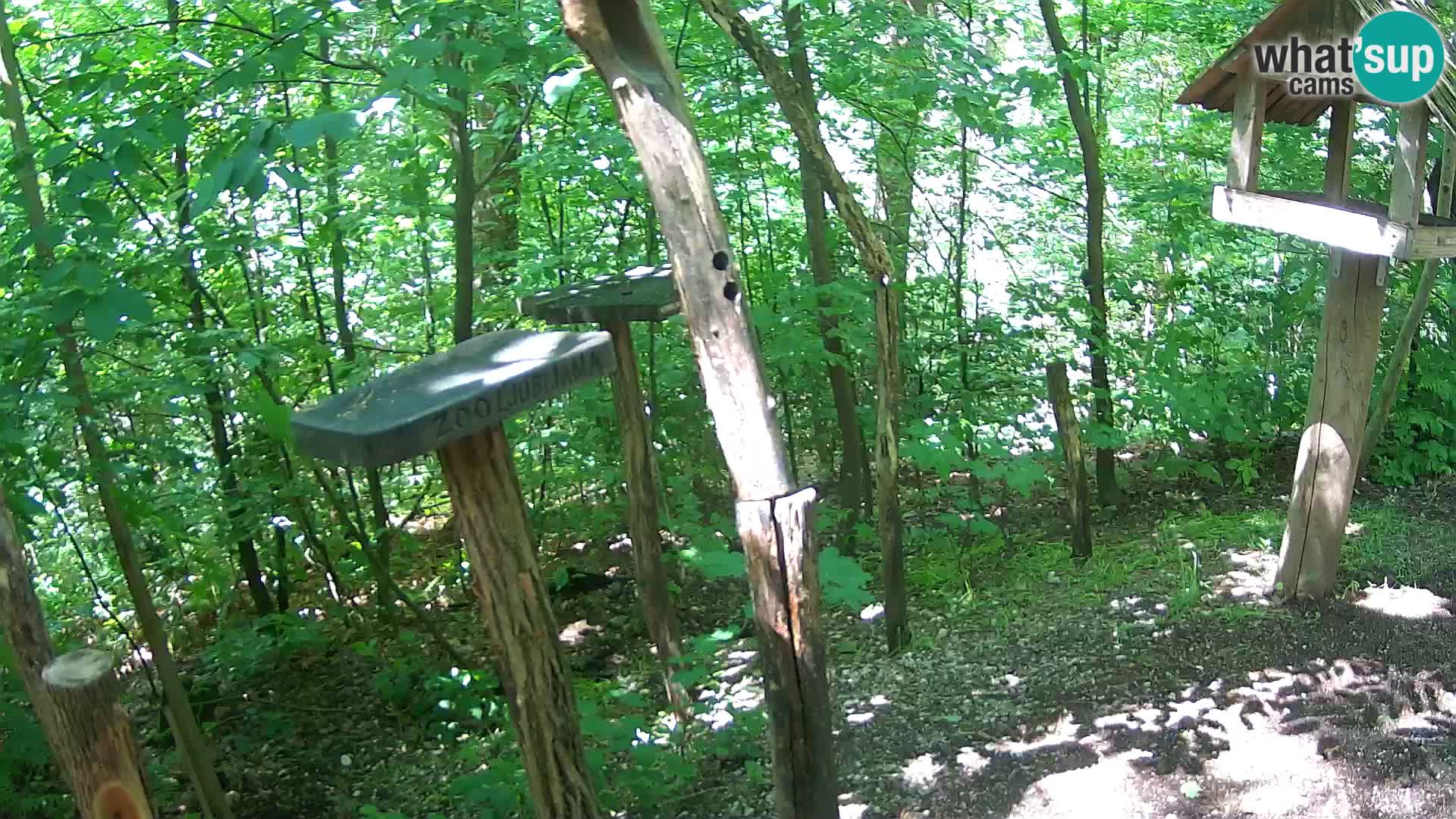 Krmilnice za ptiče v ZOO Ljubljana spletna kamera