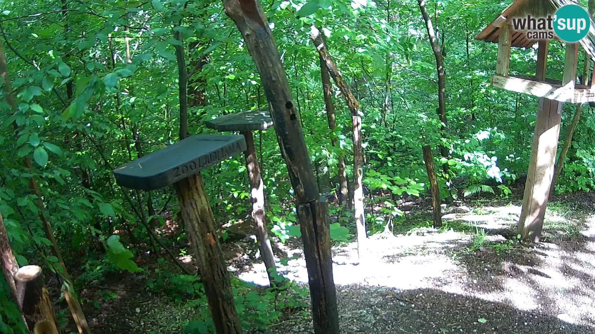Hranilice za ptice u ZOO web kamera Ljubljana