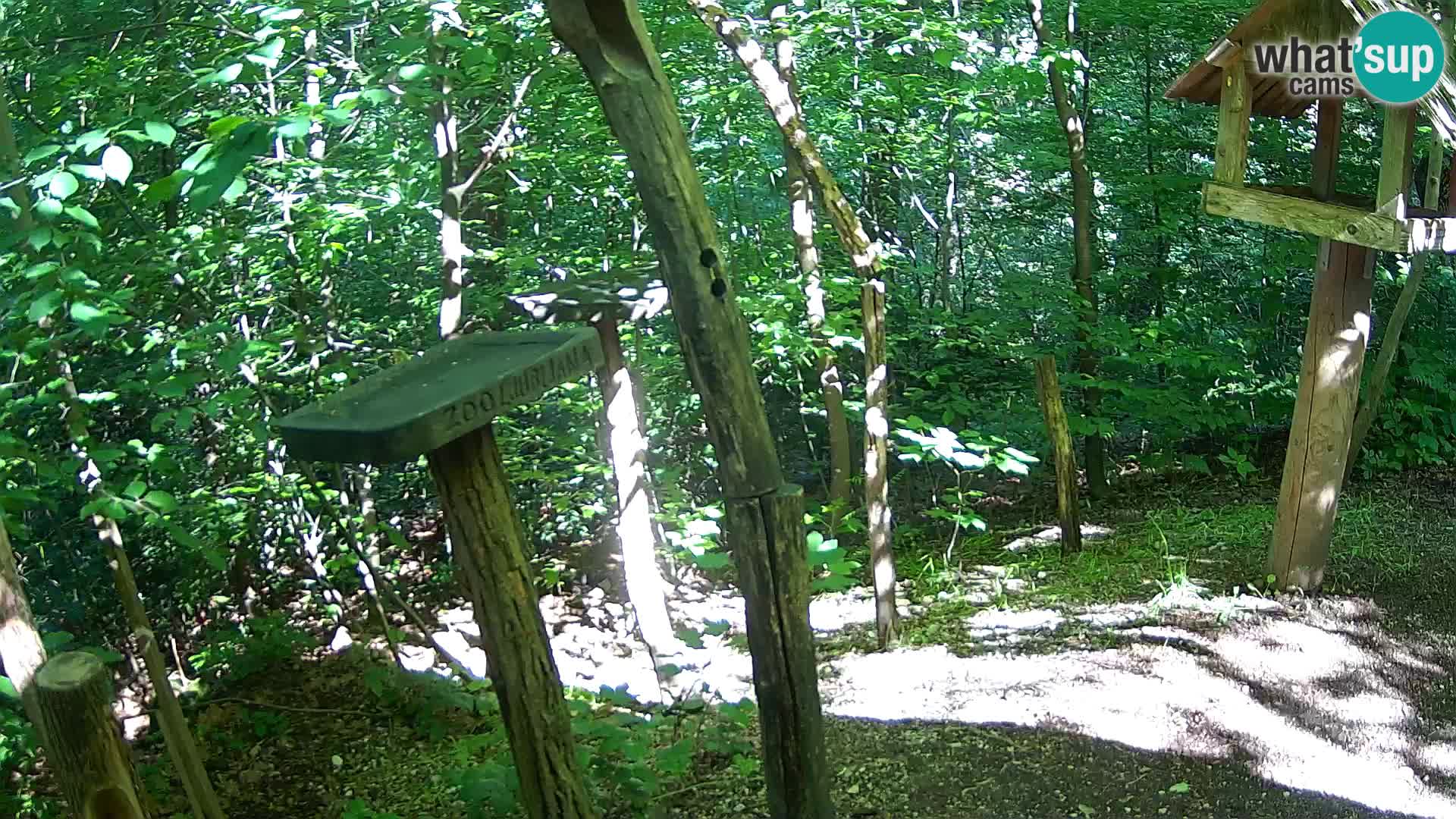 Comederos para pájaros en ZOO Ljubljana camera en vivo