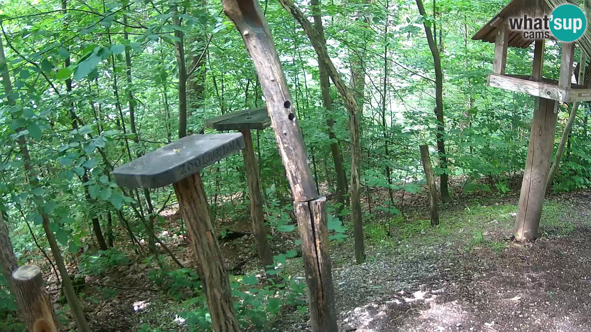 Vogelfutterhäuschen im ZOO webcam Ljubljana