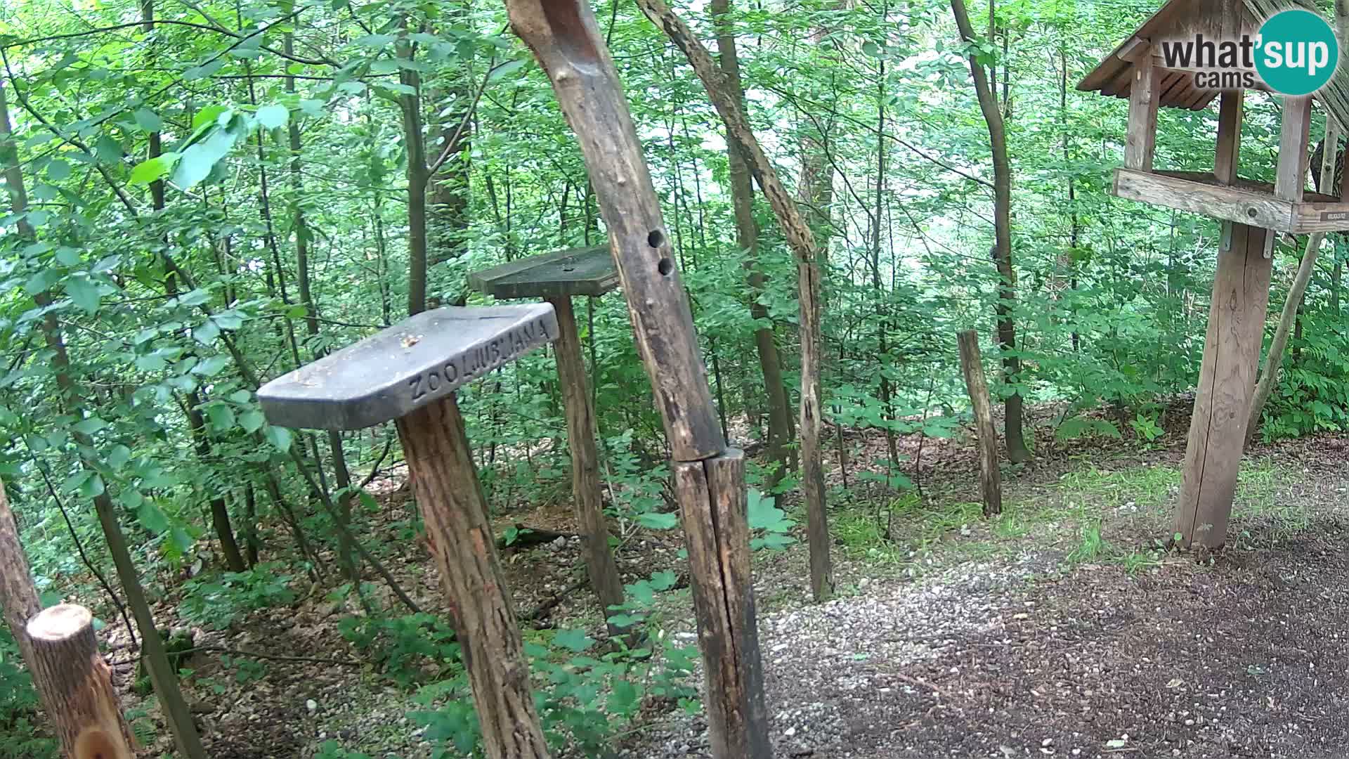 Vogelfutterhäuschen im ZOO webcam Ljubljana