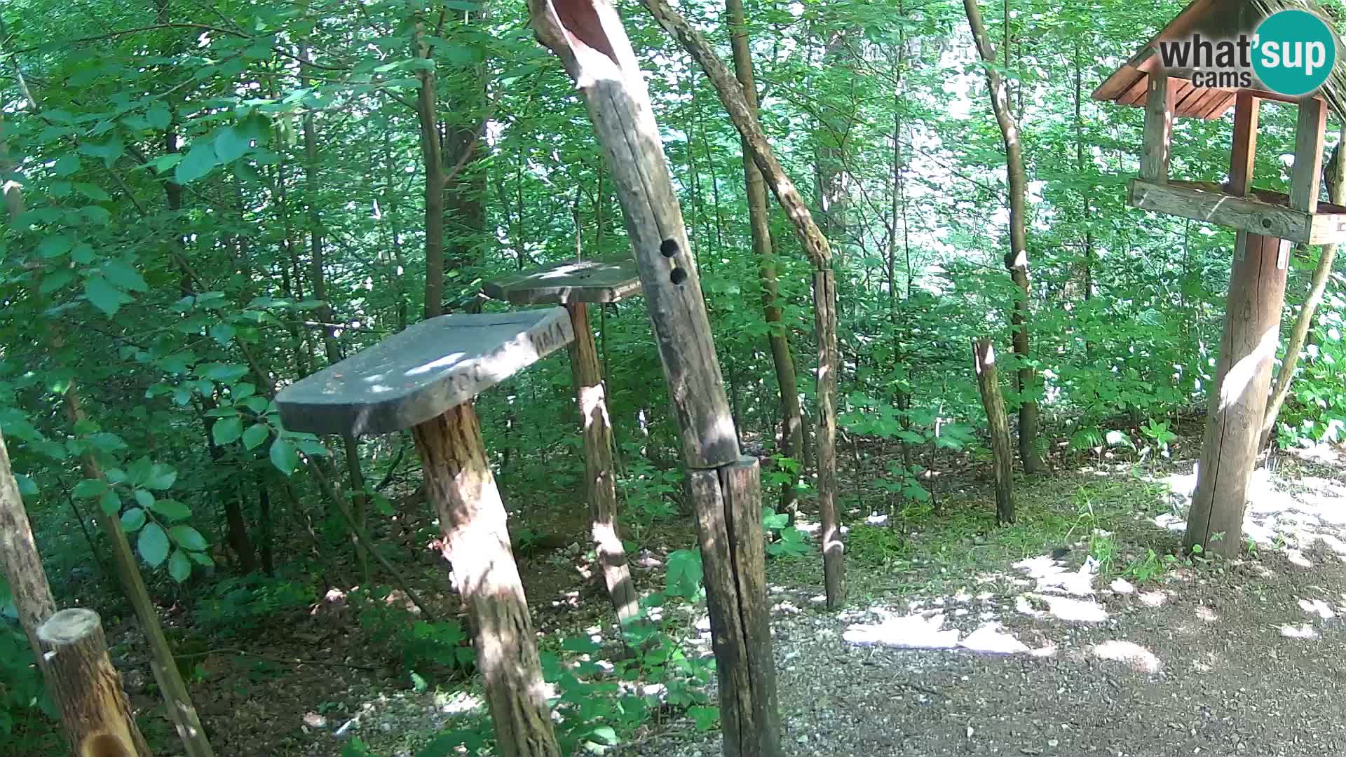 Comederos para pájaros en ZOO Ljubljana camera en vivo