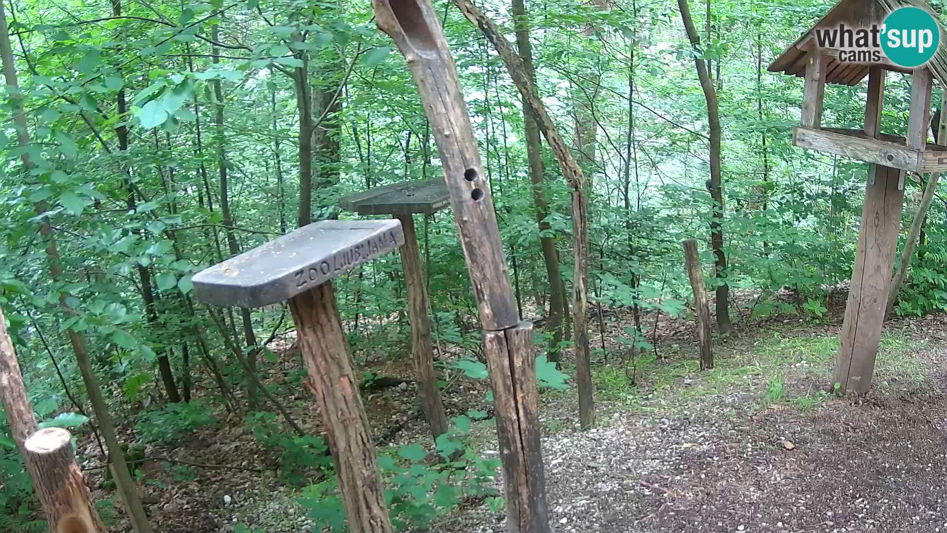 Bird feeders at ZOO Ljubljana webcam