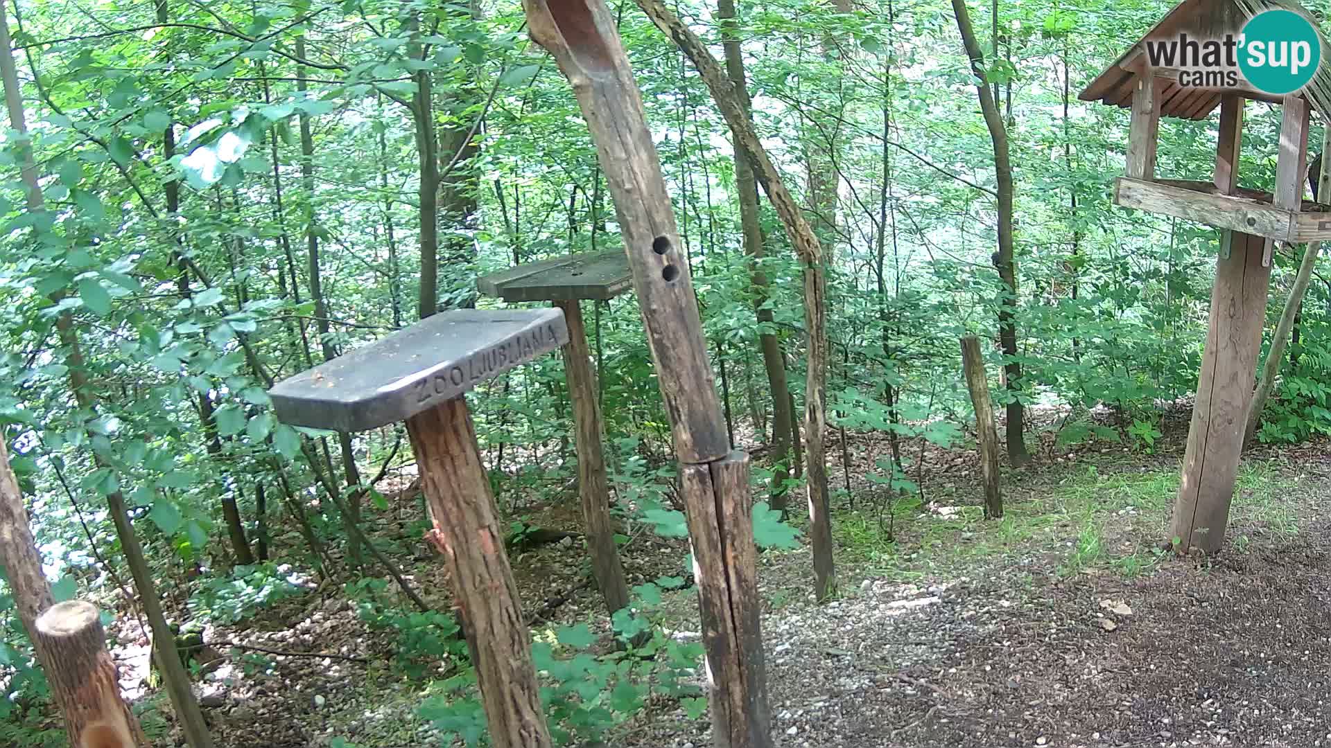 Mangiatoie per uccelli allo ZOO di Lubiana livecam