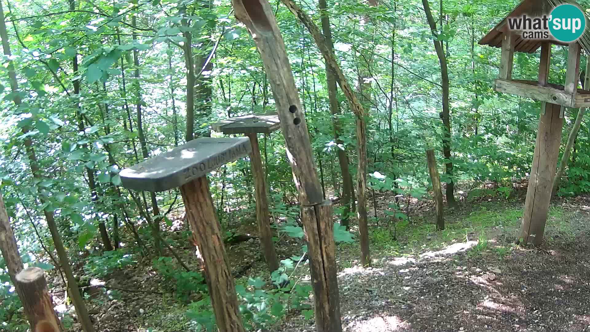 Comederos para pájaros en ZOO Ljubljana camera en vivo