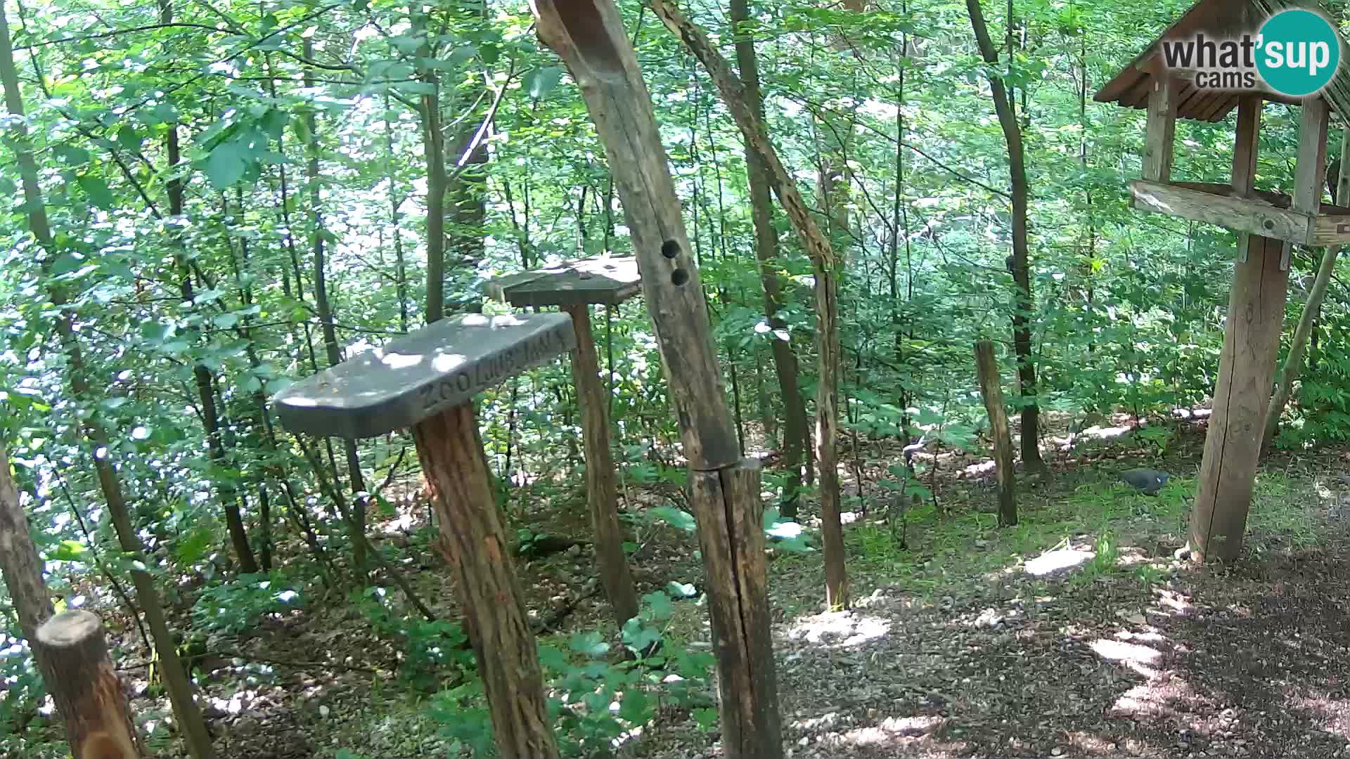 Bird feeders at ZOO Ljubljana webcam