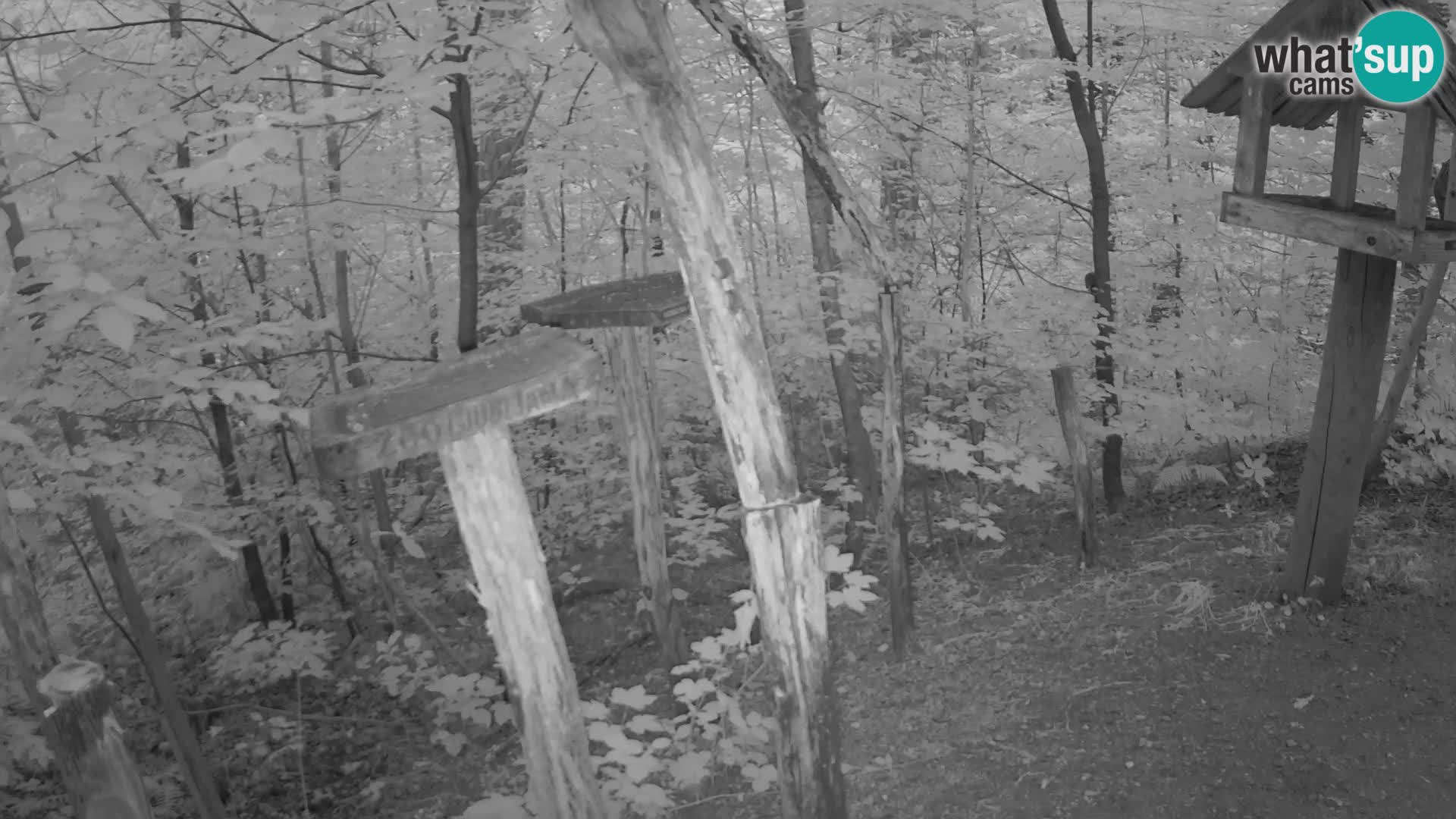 Mangeoires pour oiseaux au ZOO live webcam Ljubljana