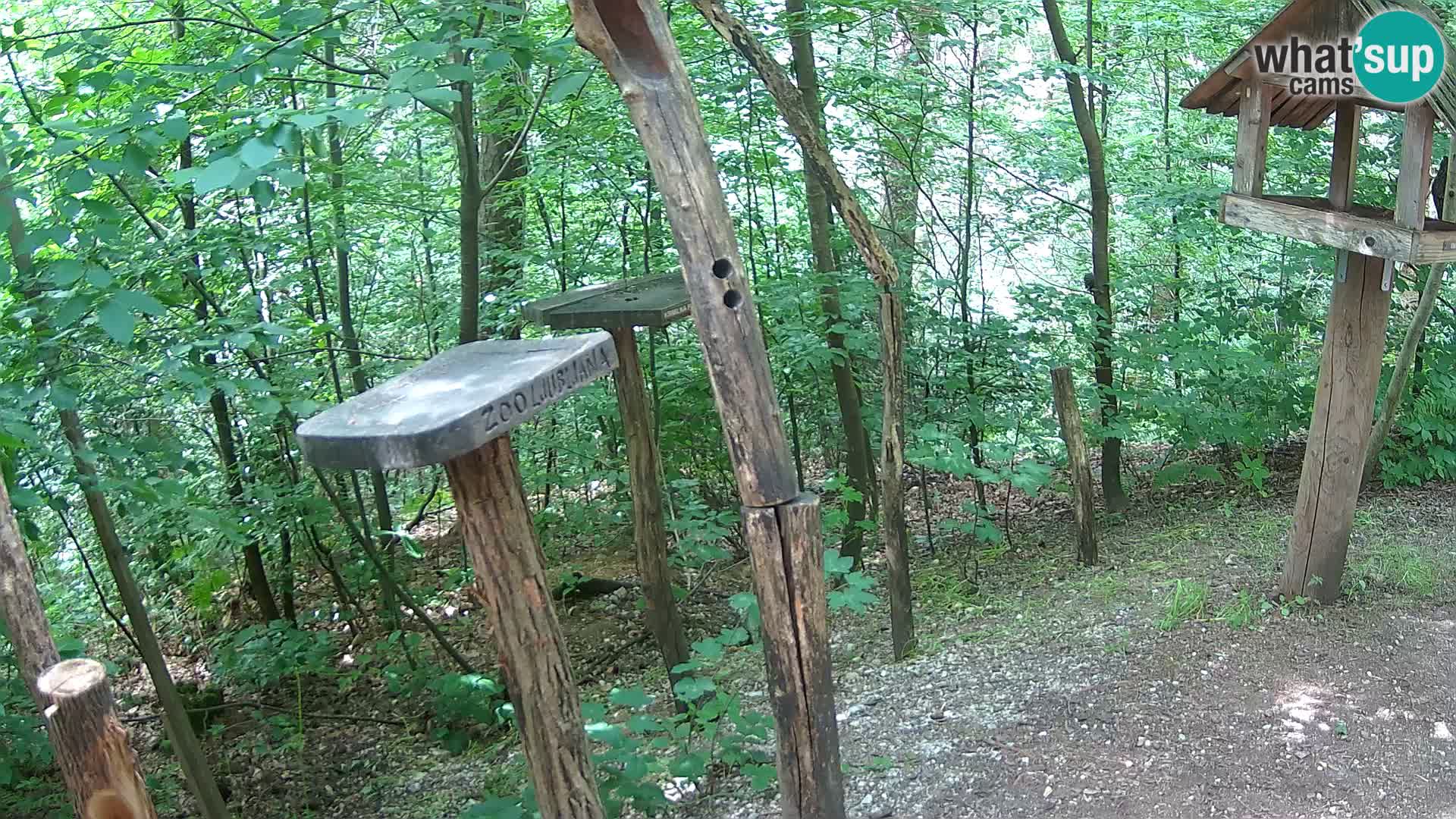 Comederos para pájaros en ZOO Ljubljana camera en vivo