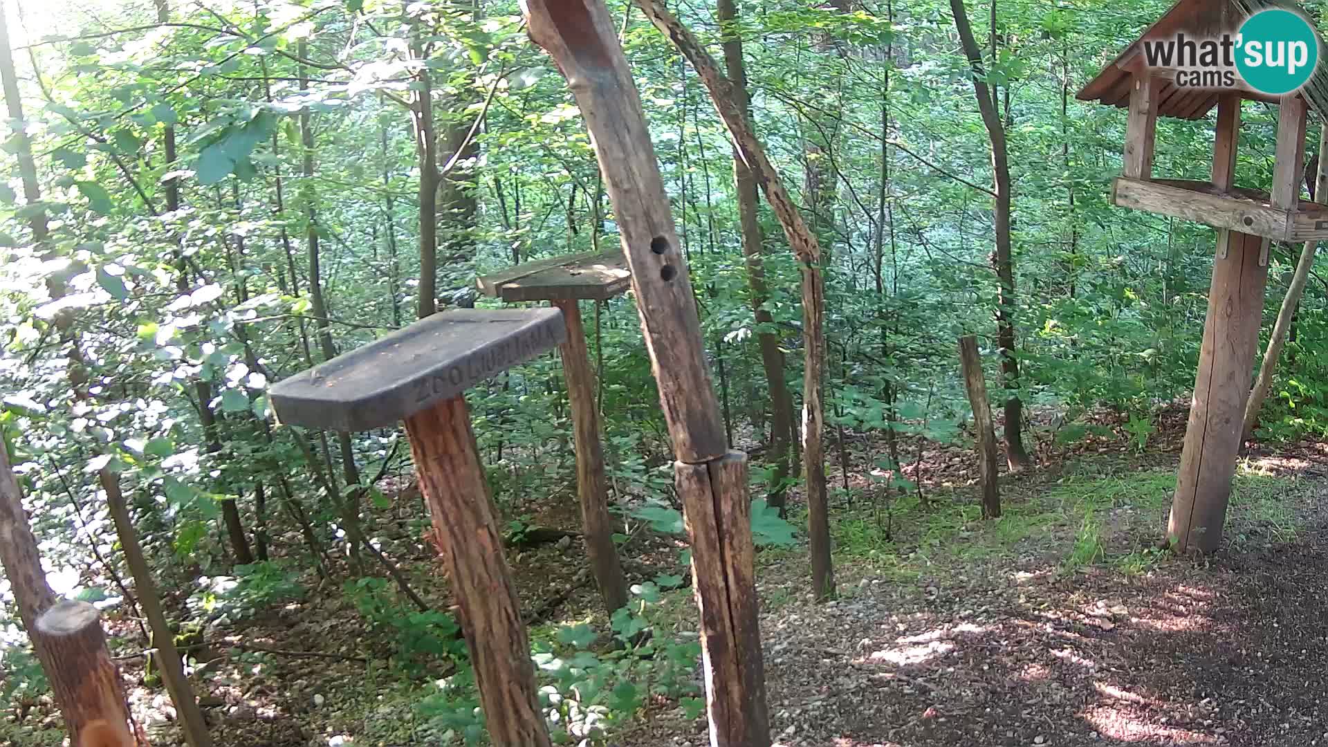 Mangiatoie per uccelli allo ZOO di Lubiana livecam