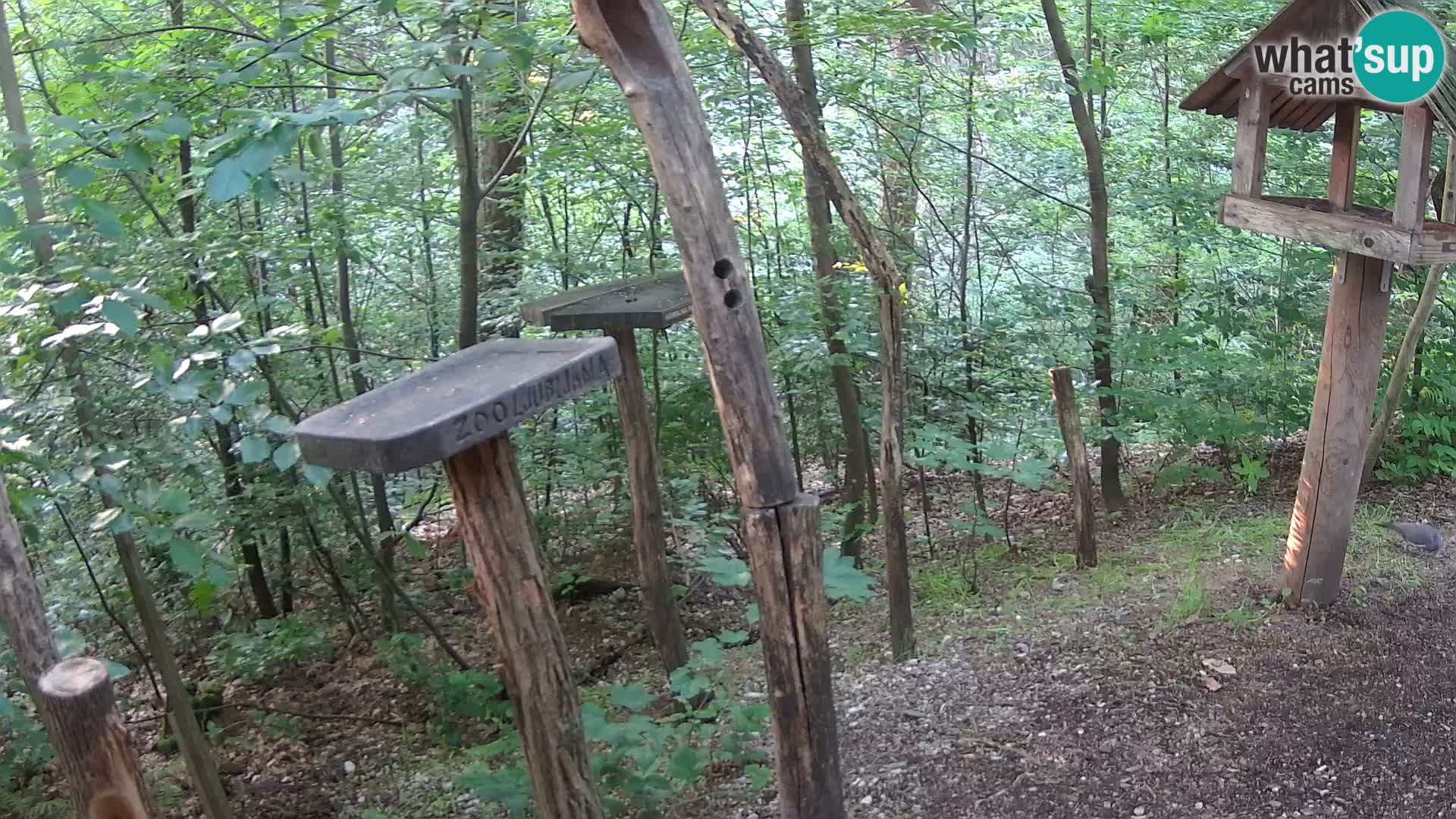 Comederos para pájaros en ZOO Ljubljana camera en vivo