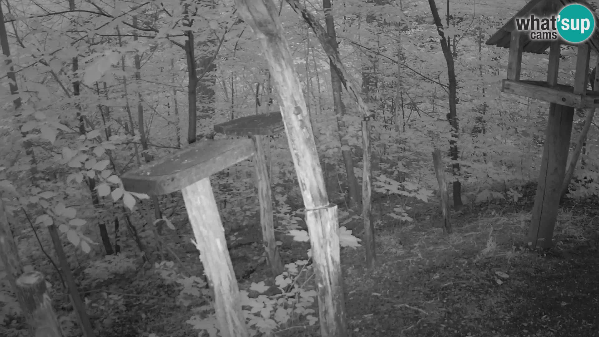 Hranilice za ptice u ZOO web kamera Ljubljana
