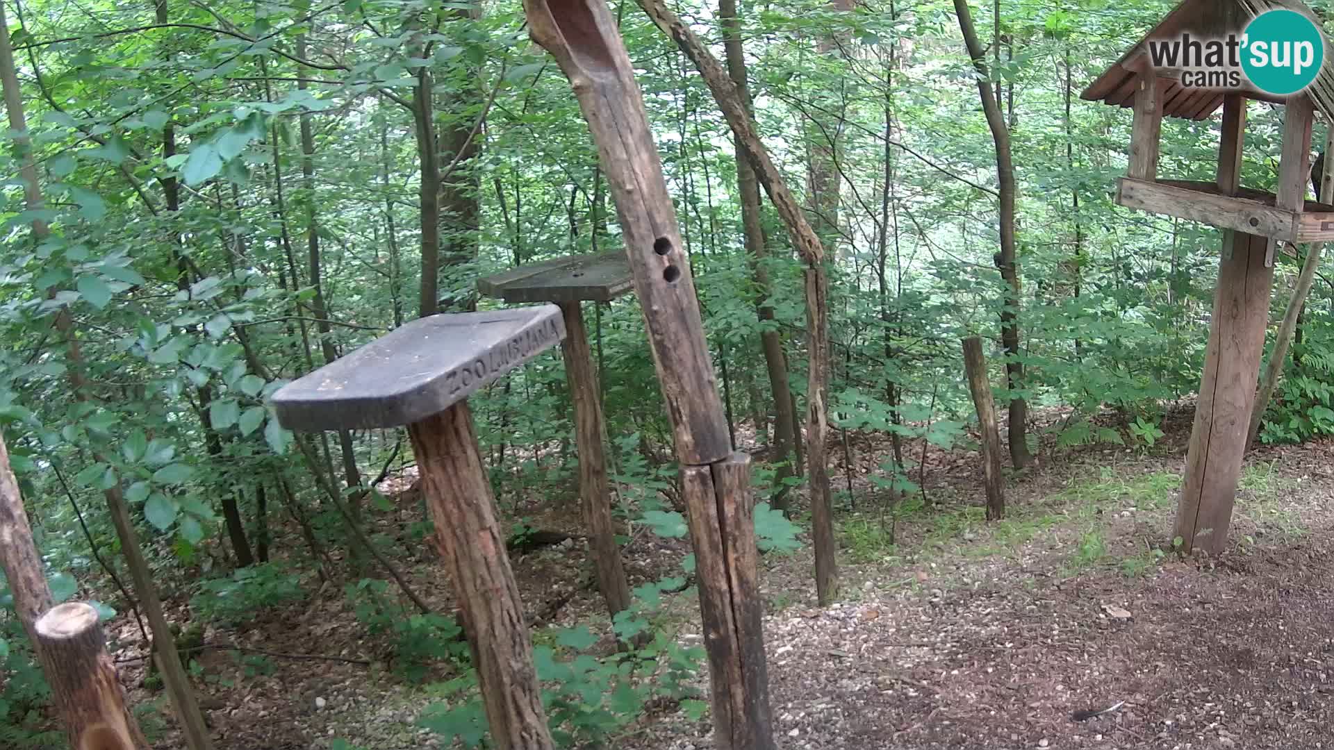 Hranilice za ptice u ZOO web kamera Ljubljana