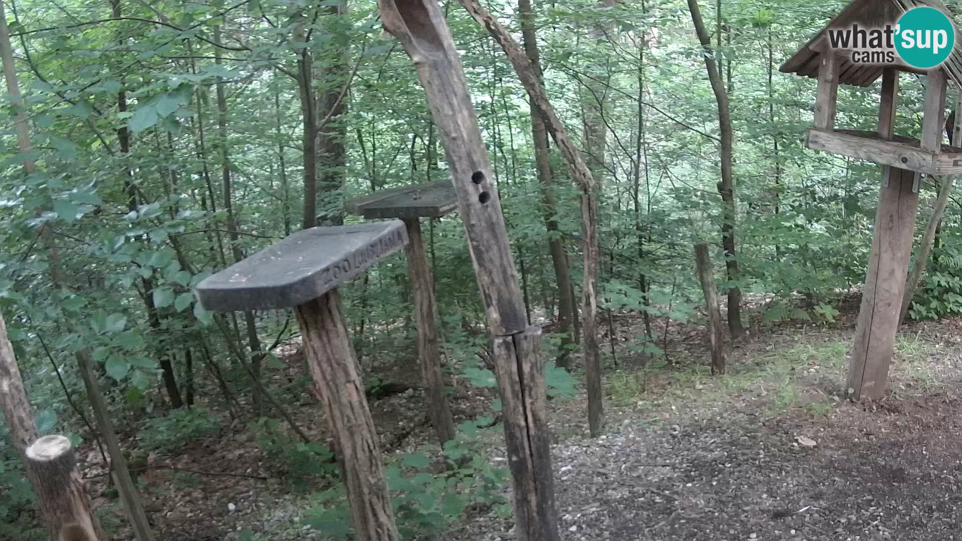 Comederos para pájaros en ZOO Ljubljana camera en vivo