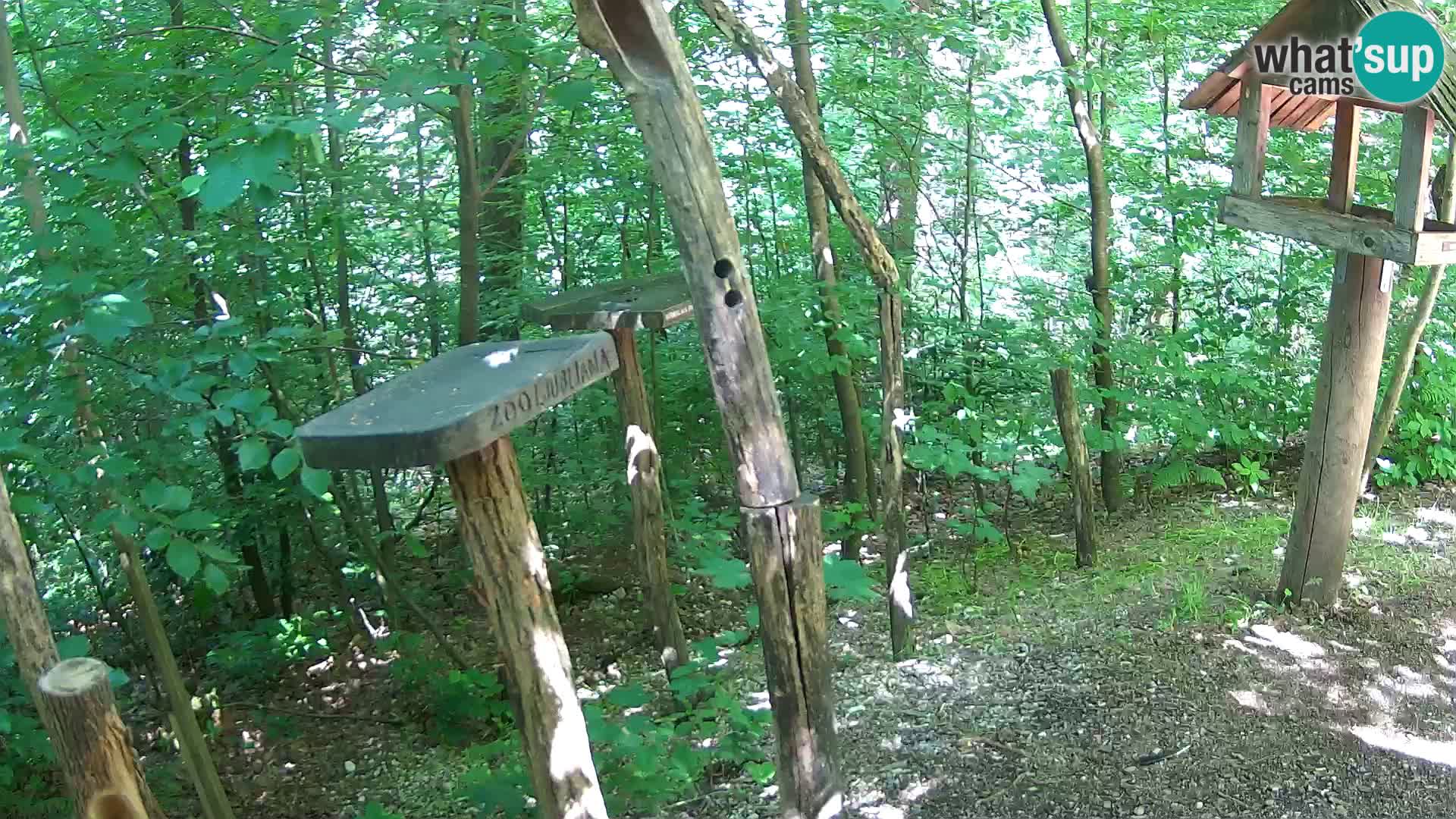 Vogelfutterhäuschen im ZOO webcam Ljubljana