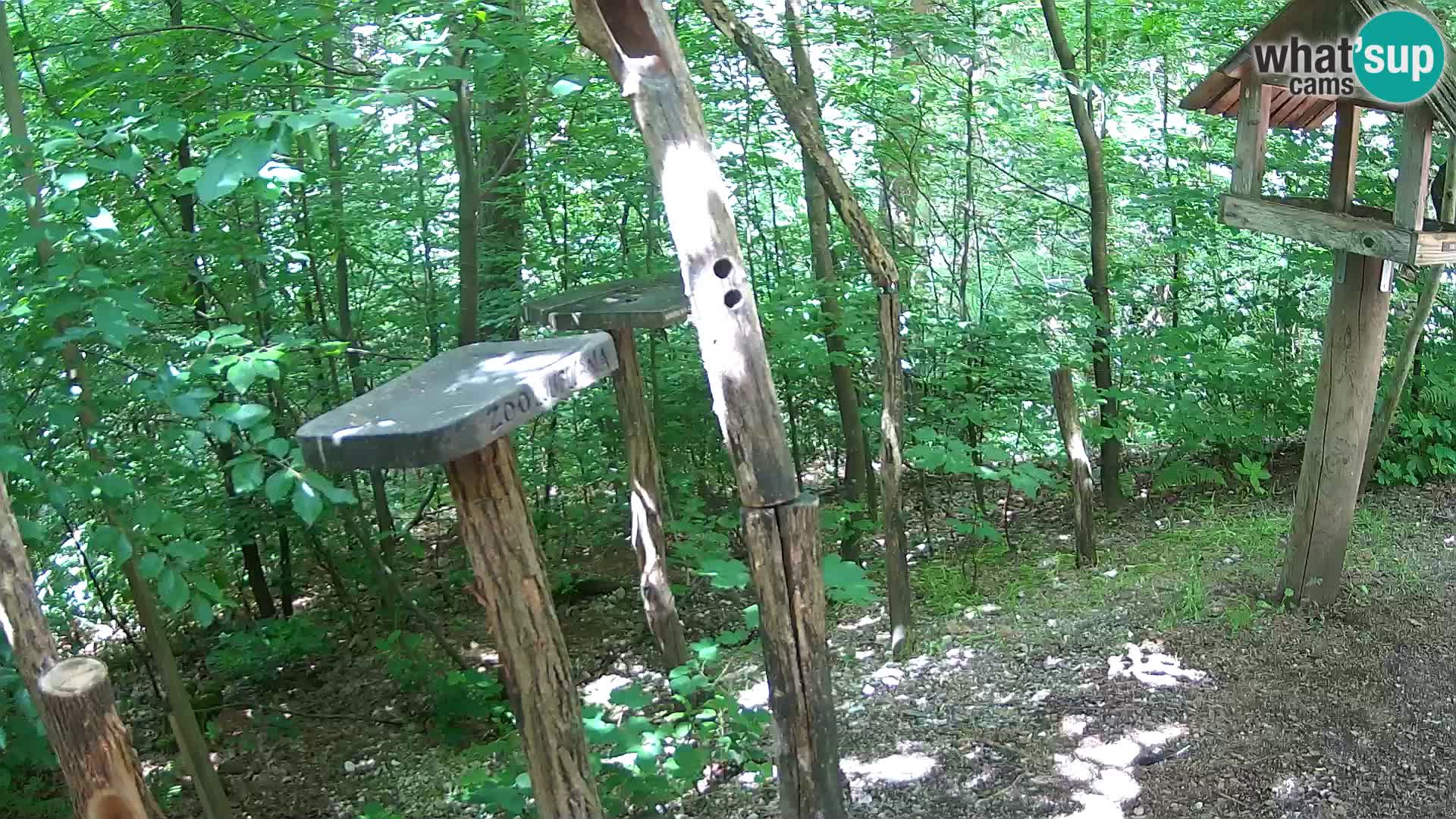 Comederos para pájaros en ZOO Ljubljana camera en vivo