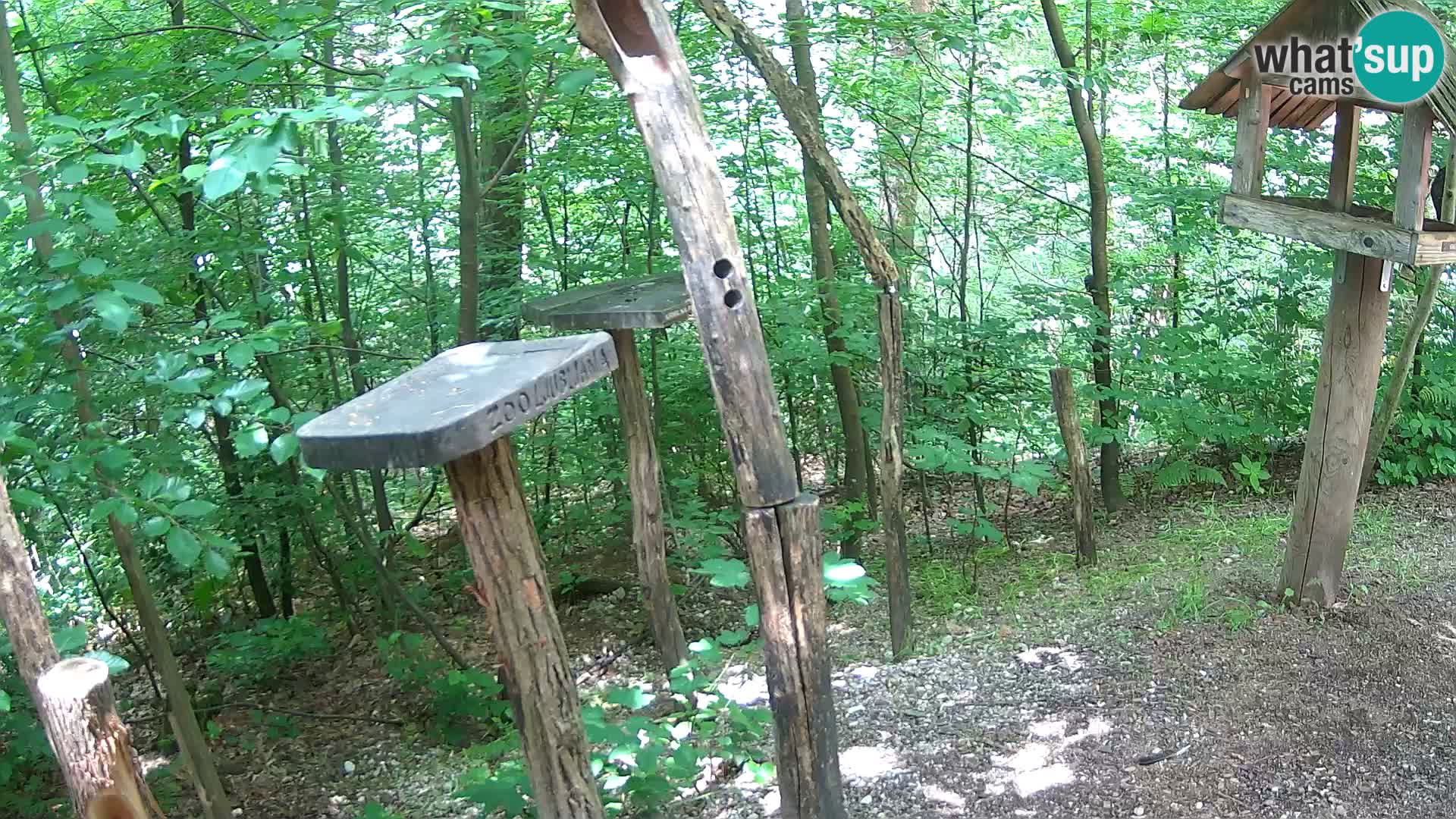 Mangeoires pour oiseaux au ZOO live webcam Ljubljana