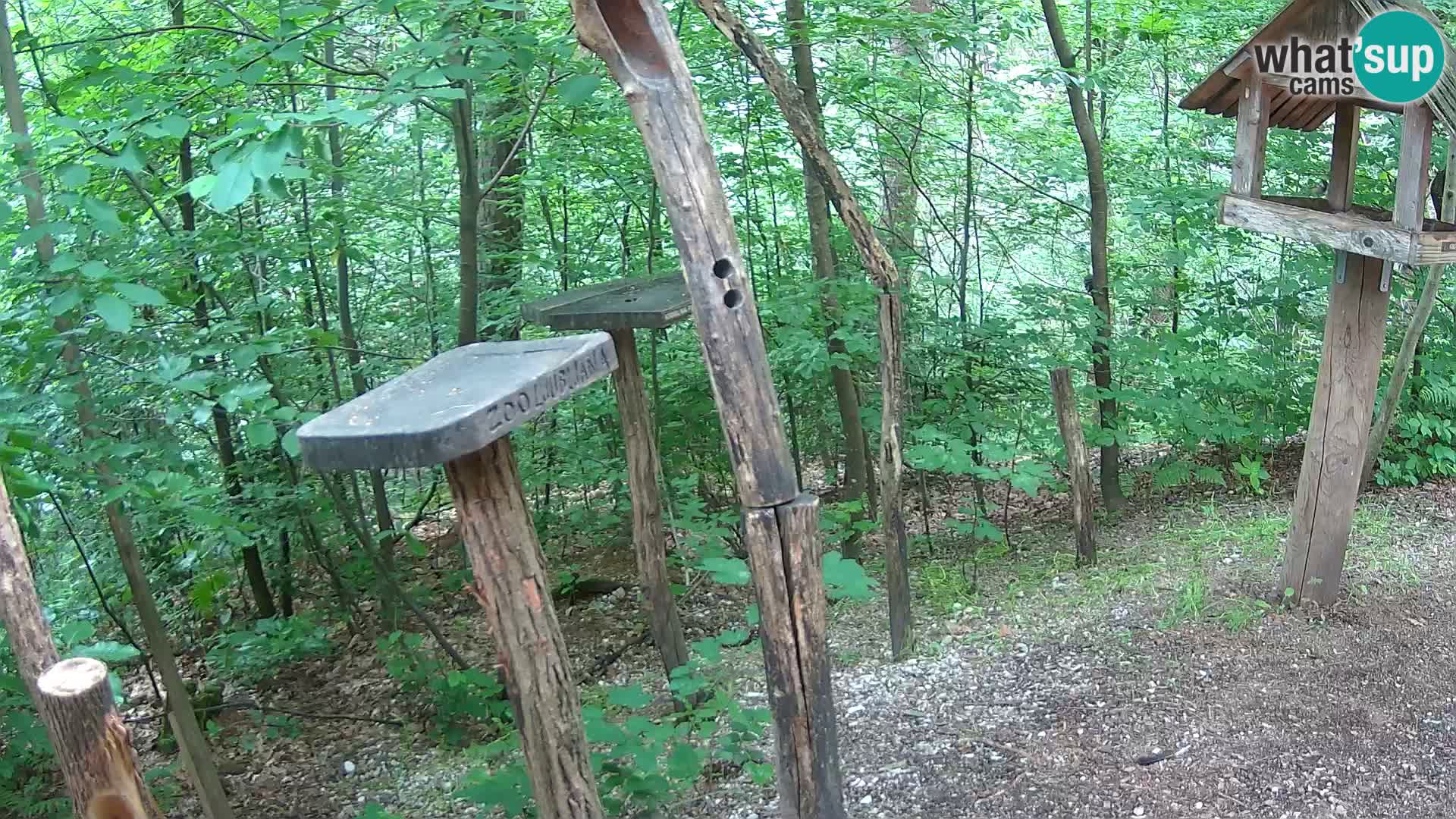 Hranilice za ptice u ZOO web kamera Ljubljana