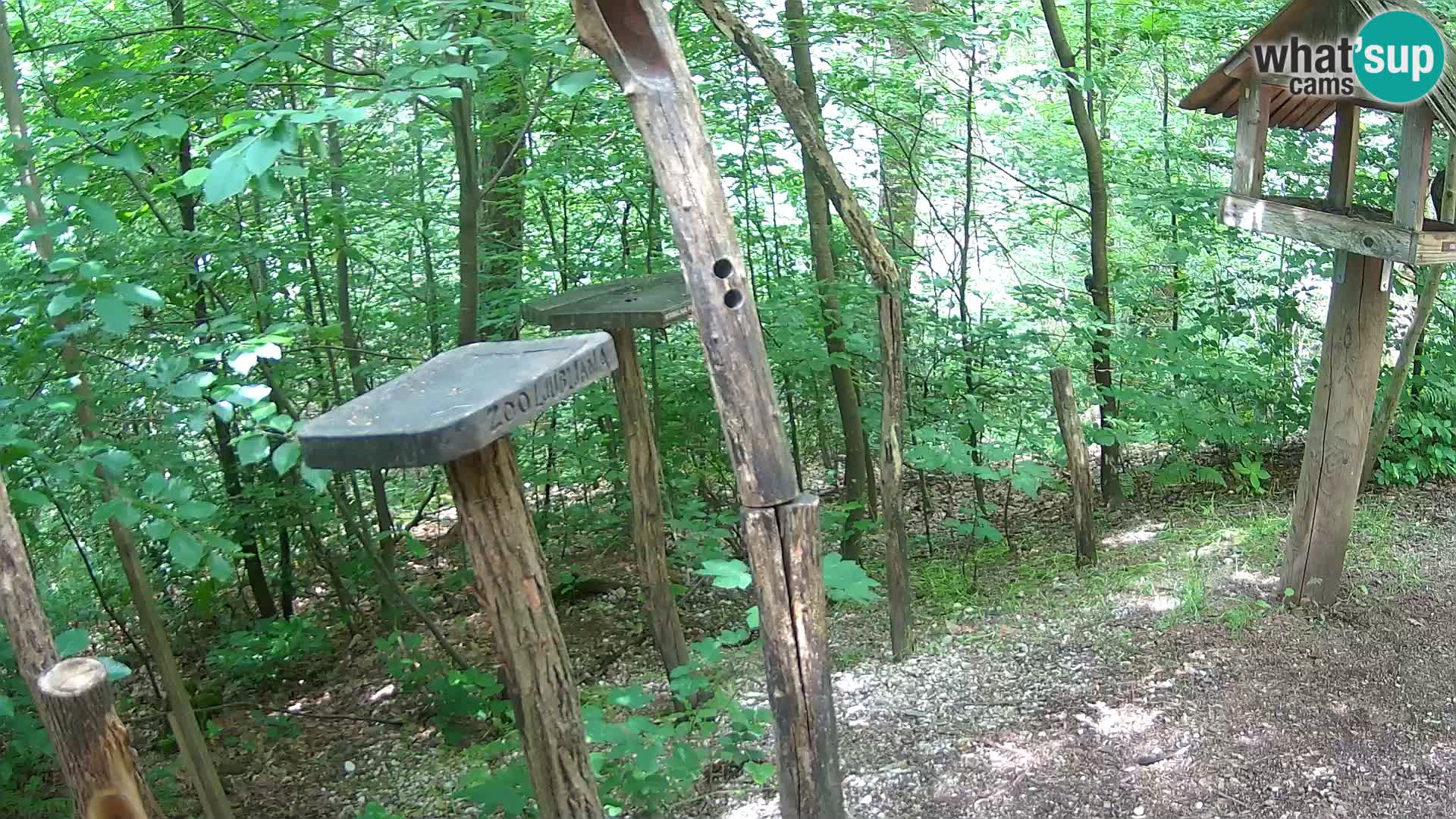 Hranilice za ptice u ZOO web kamera Ljubljana