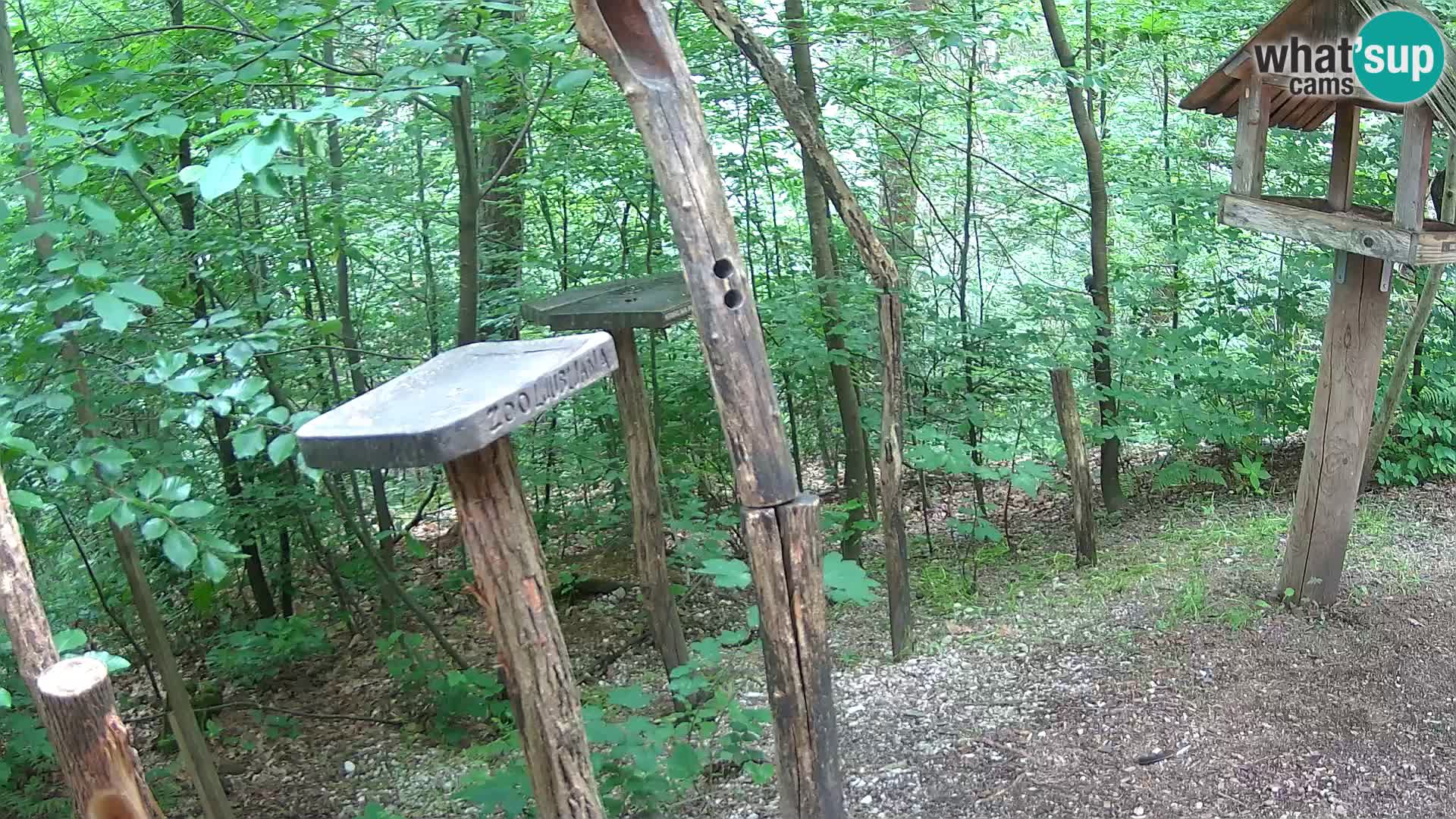 Mangeoires pour oiseaux au ZOO live webcam Ljubljana