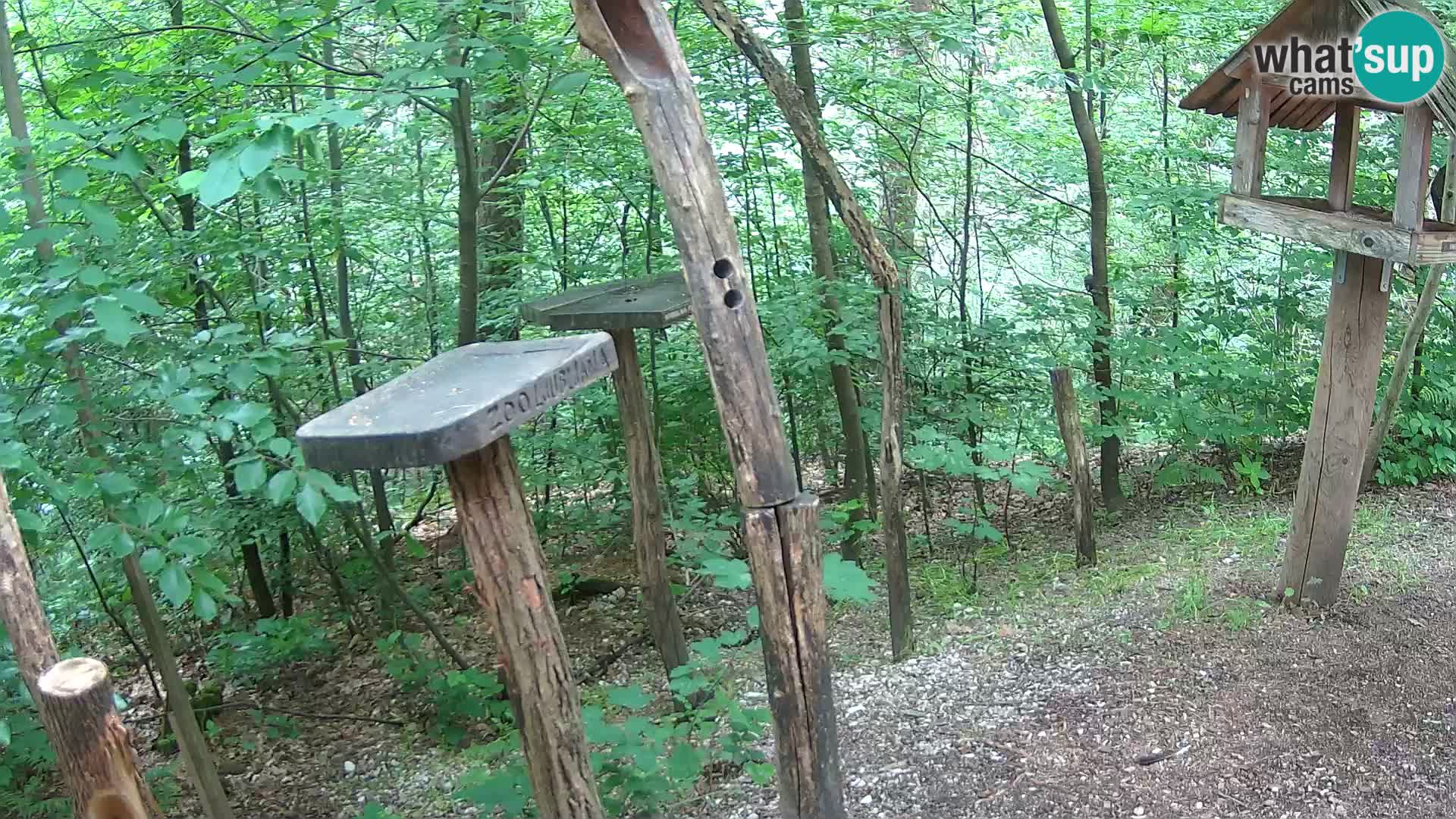 Mangiatoie per uccelli allo ZOO di Lubiana livecam