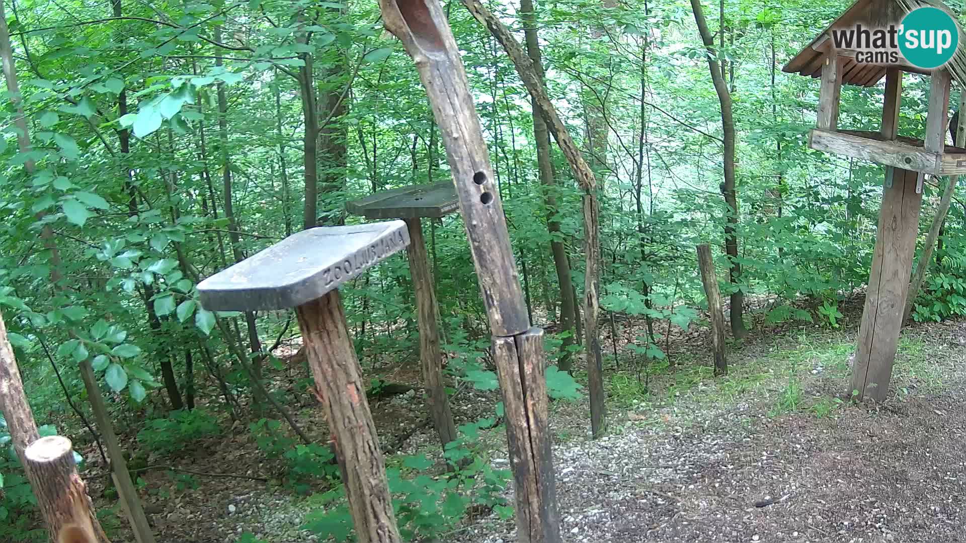 Comederos para pájaros en ZOO Ljubljana camera en vivo
