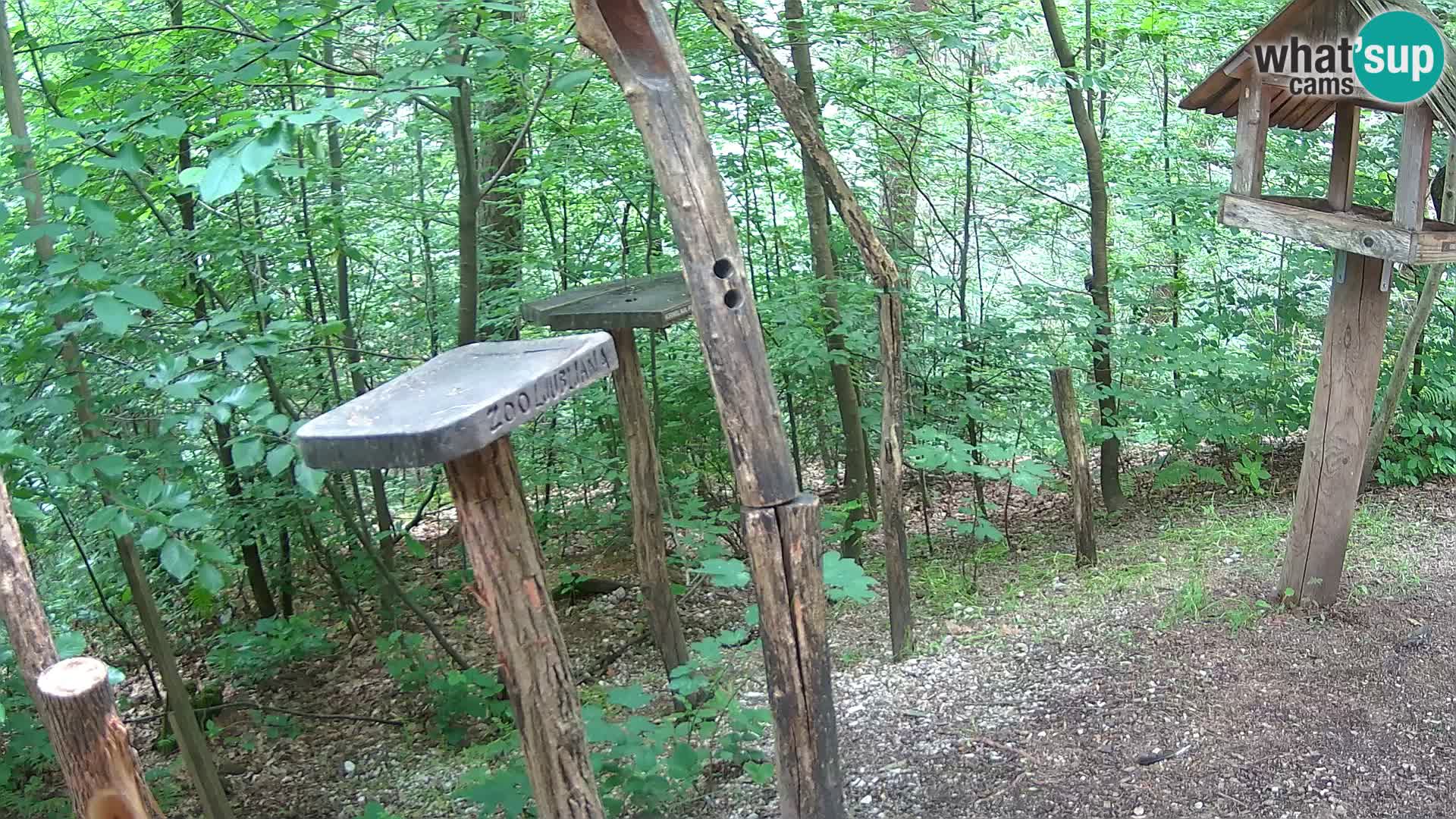 Hranilice za ptice u ZOO web kamera Ljubljana