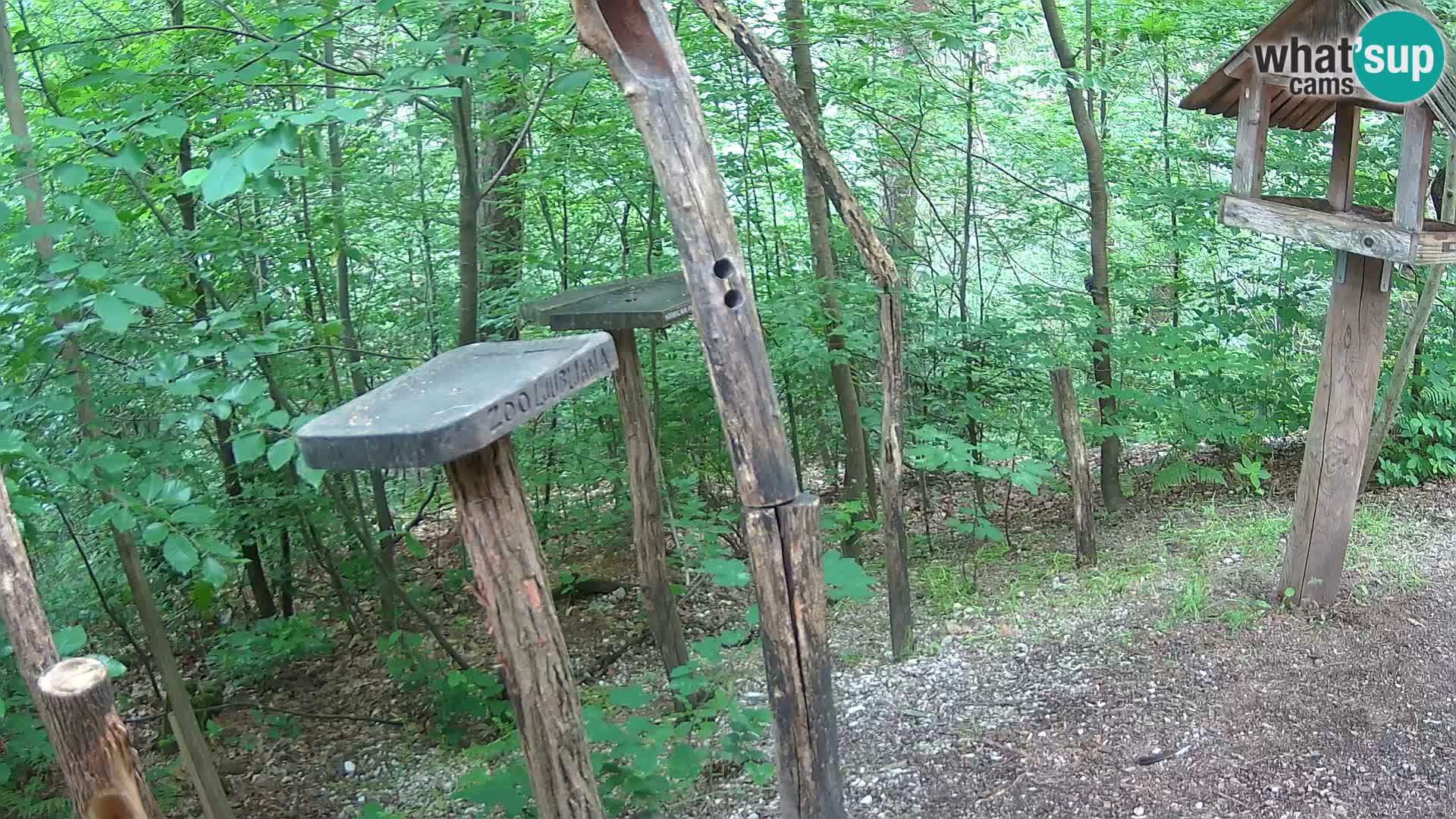 Mangiatoie per uccelli allo ZOO di Lubiana livecam