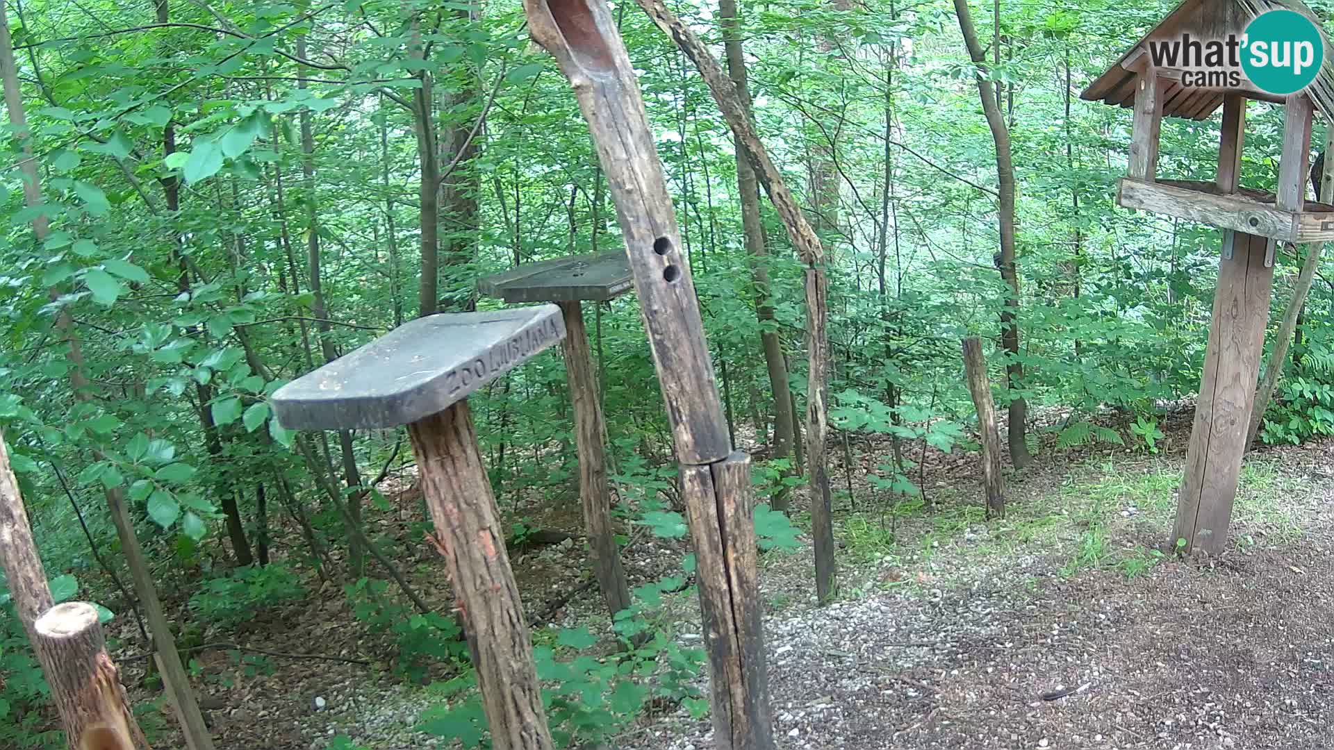 Comederos para pájaros en ZOO Ljubljana camera en vivo