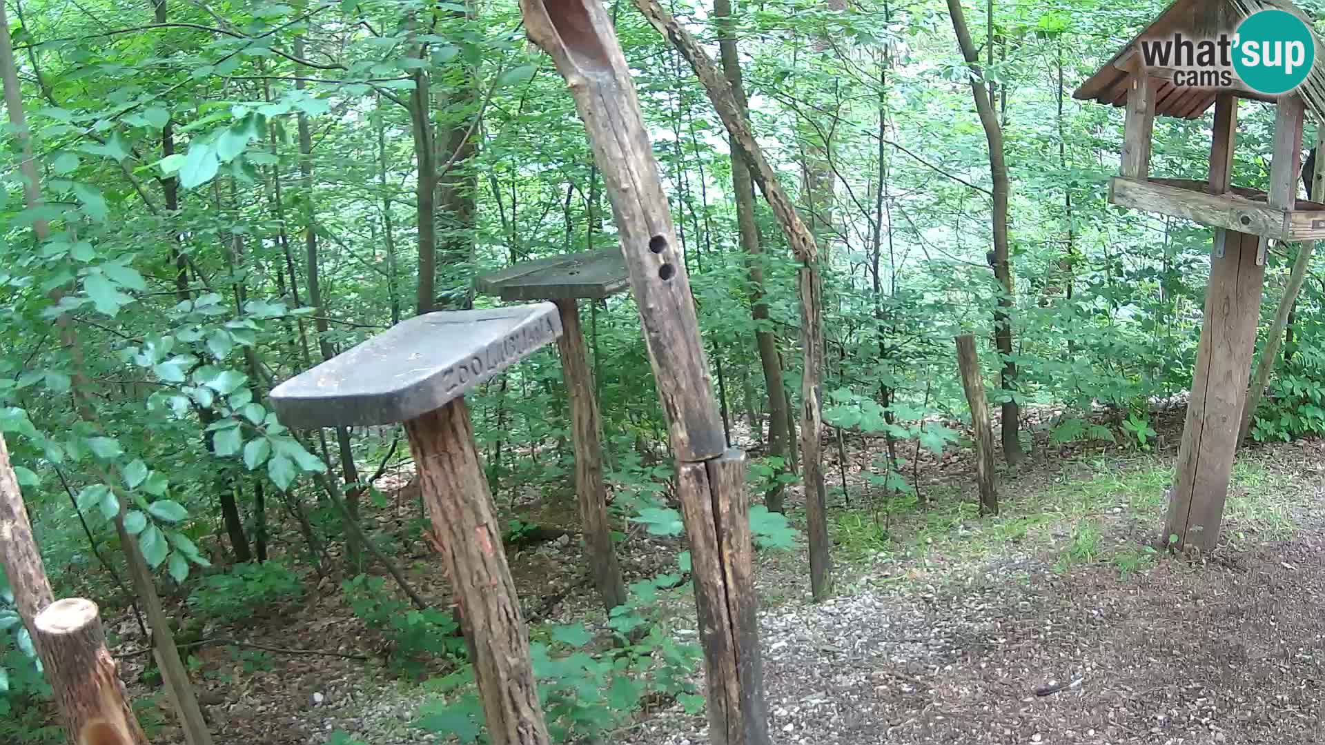 Comederos para pájaros en ZOO Ljubljana camera en vivo