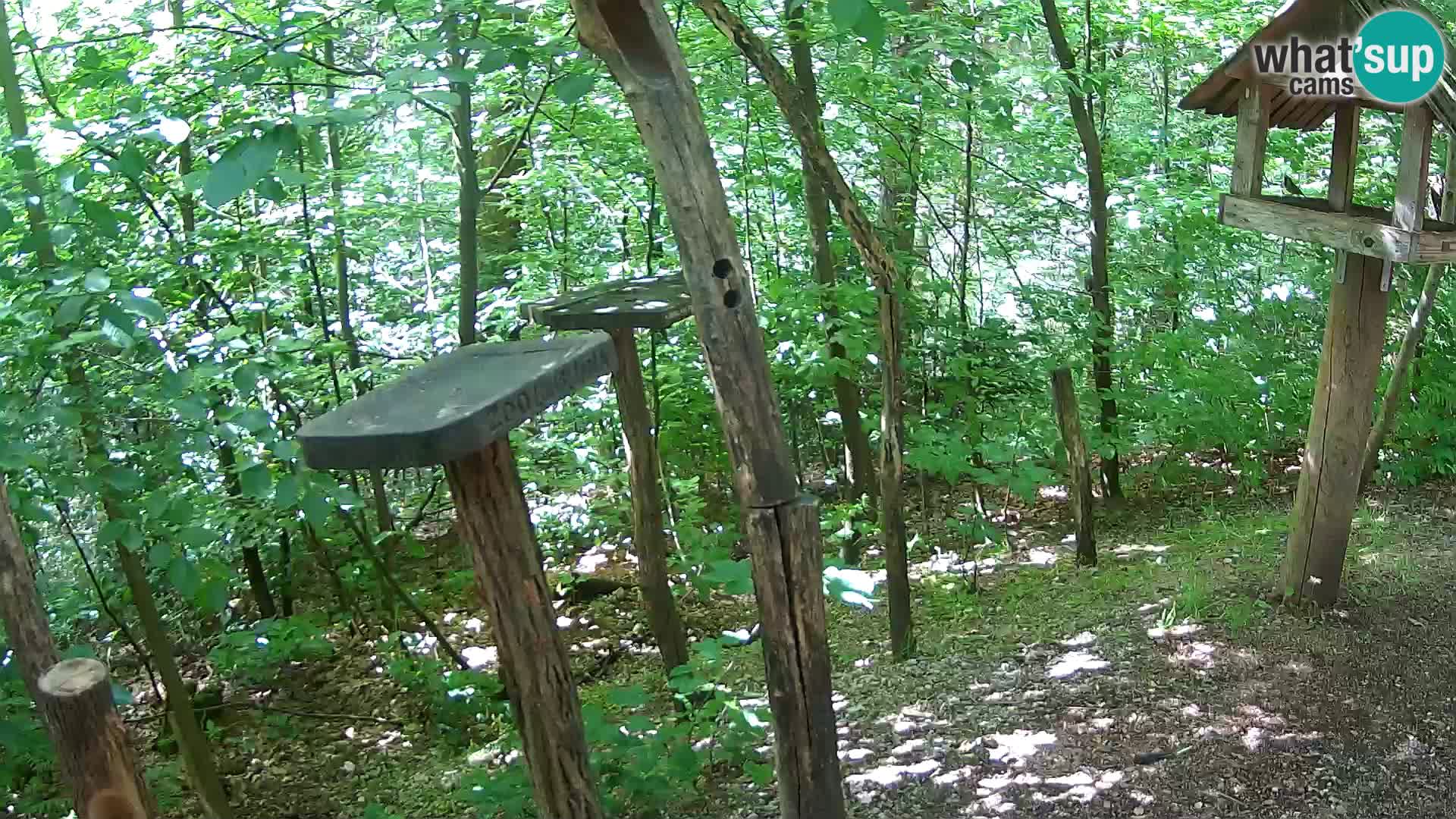 Mangeoires pour oiseaux au ZOO live webcam Ljubljana