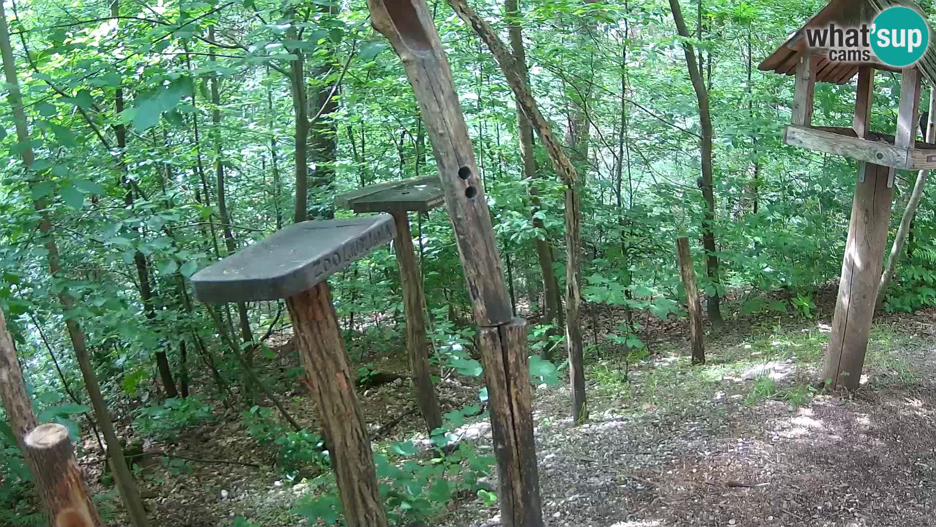 Krmilnice za ptiče v ZOO Ljubljana spletna kamera
