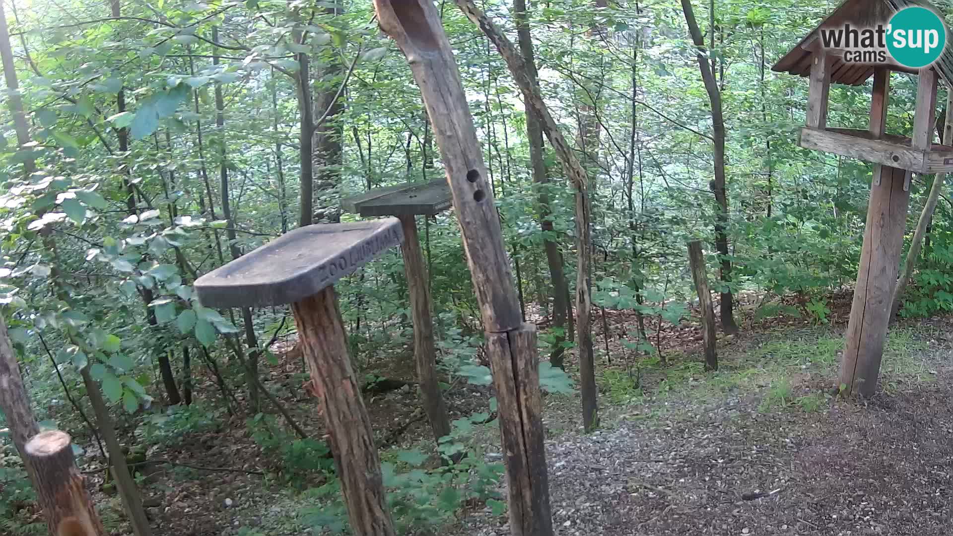 Krmilnice za ptiče v ZOO Ljubljana spletna kamera