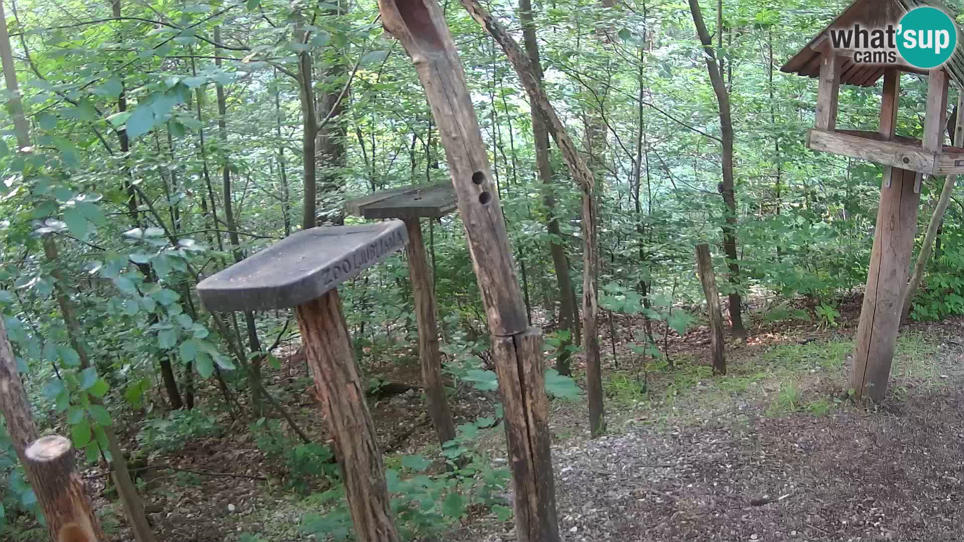 Mangiatoie per uccelli allo ZOO di Lubiana livecam