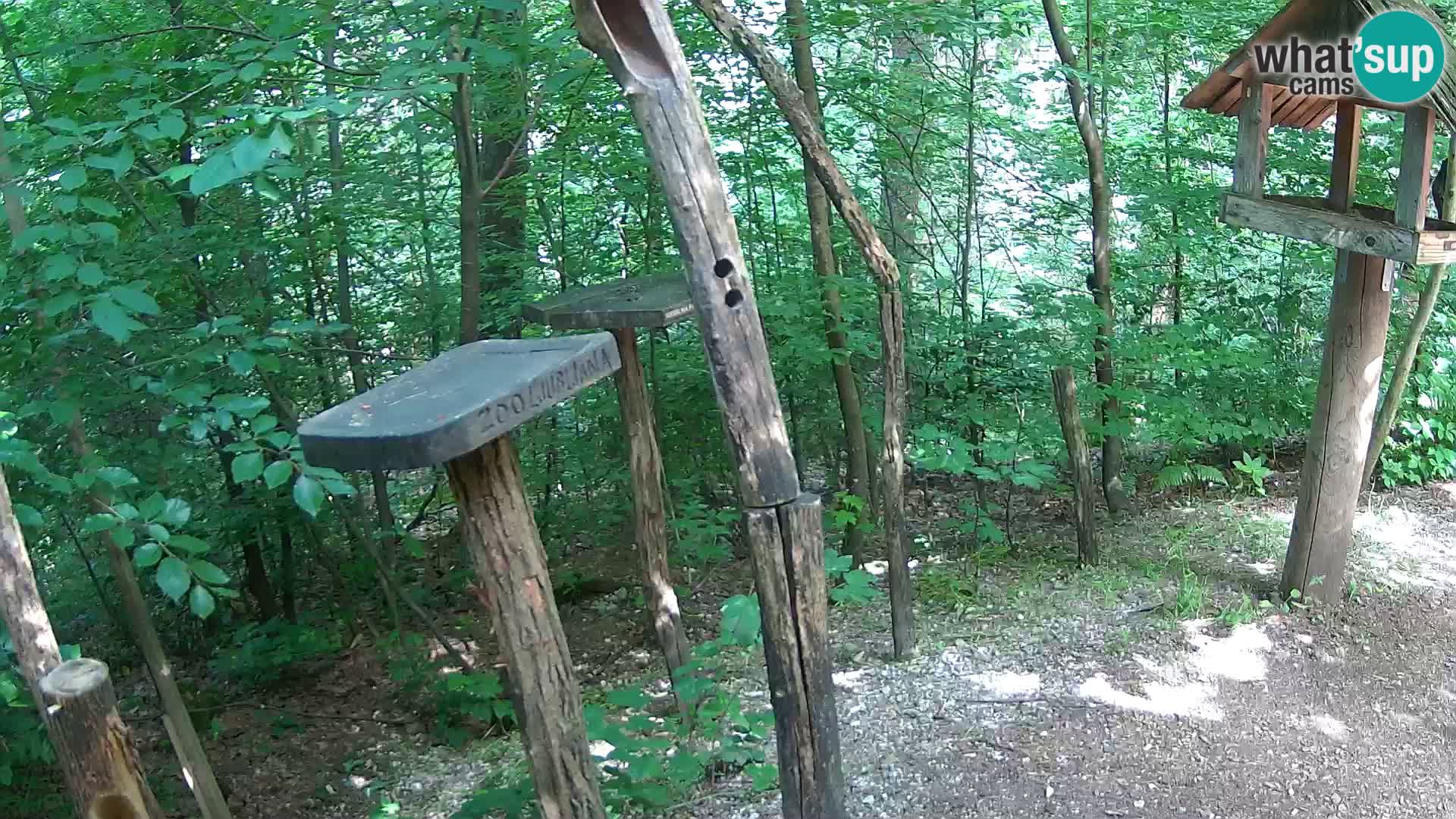 Mangiatoie per uccelli allo ZOO di Lubiana livecam