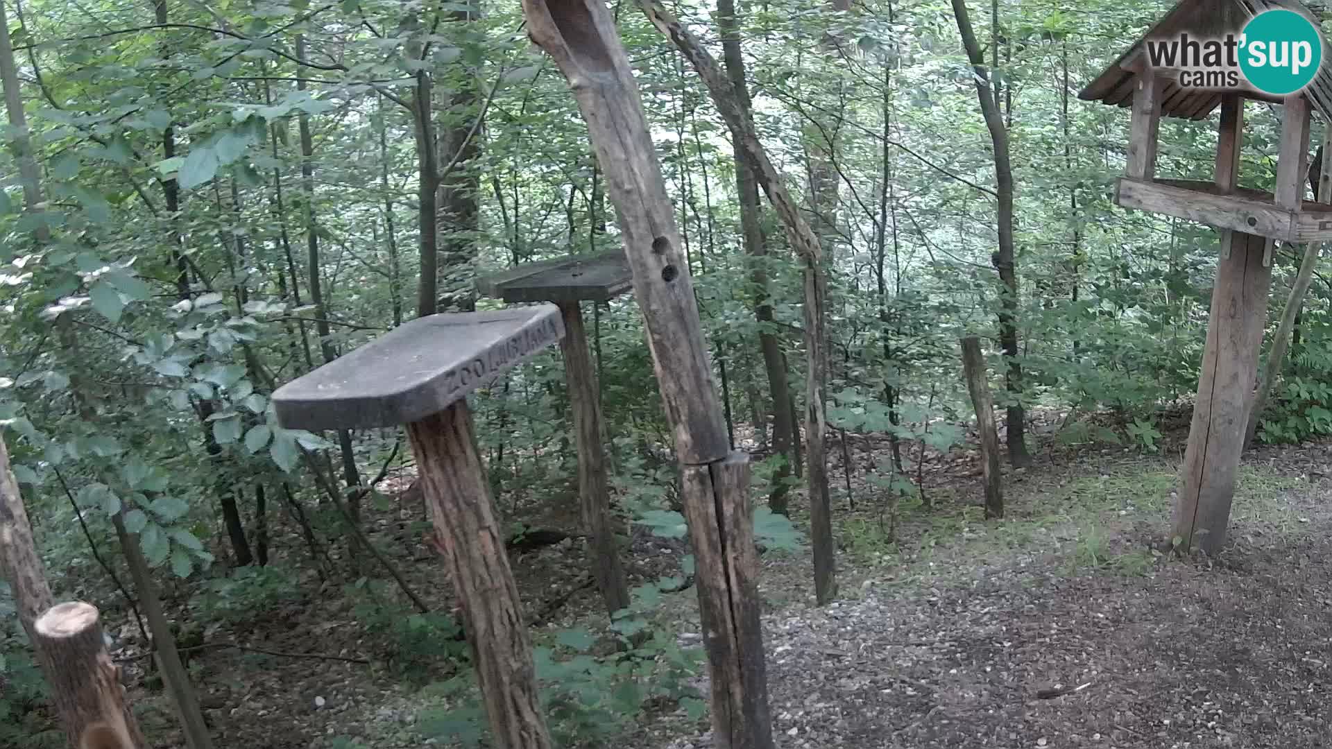 Hranilice za ptice u ZOO web kamera Ljubljana