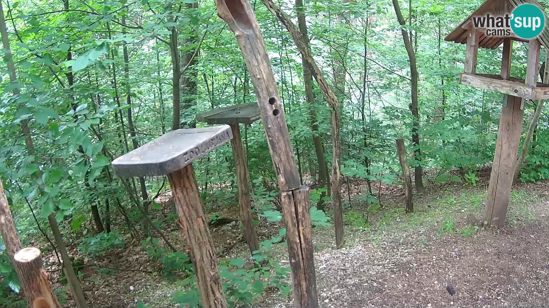 Hranilice za ptice u ZOO web kamera Ljubljana