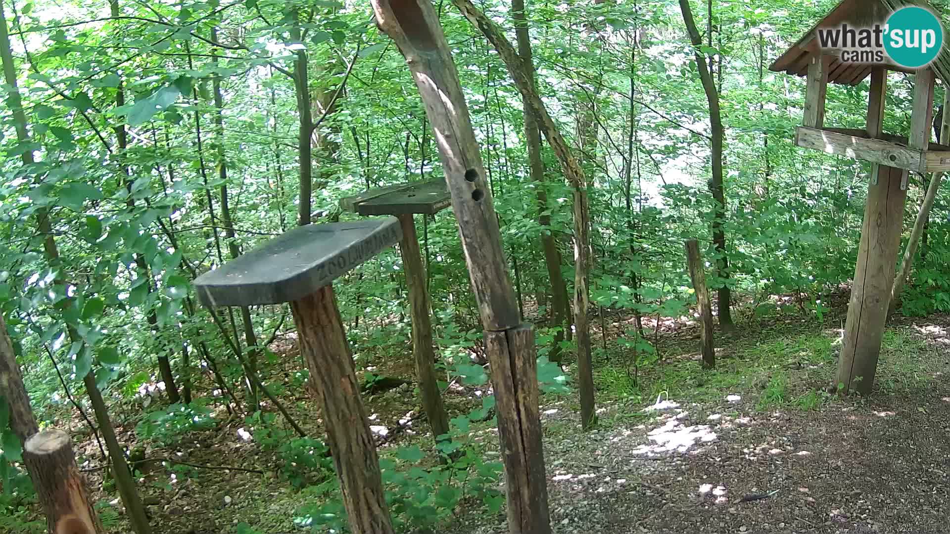 Hranilice za ptice u ZOO web kamera Ljubljana