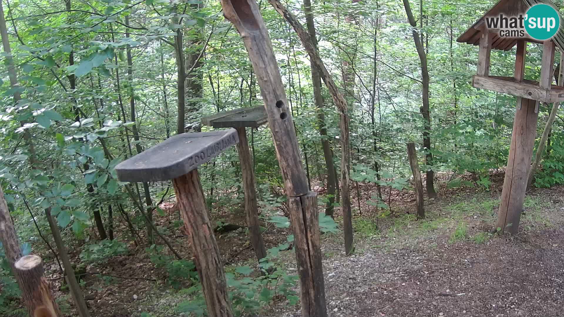 Mangeoires pour oiseaux au ZOO live webcam Ljubljana
