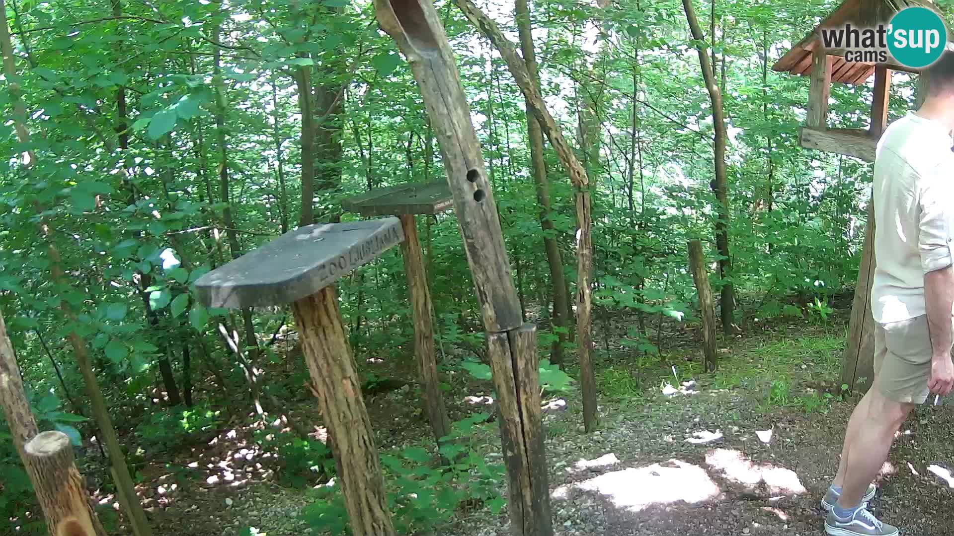 Vogelfutterhäuschen im ZOO webcam Ljubljana