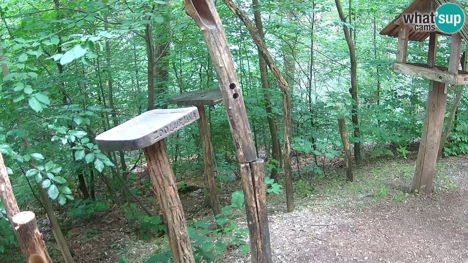 Mangiatoie per uccelli allo ZOO di Lubiana livecam