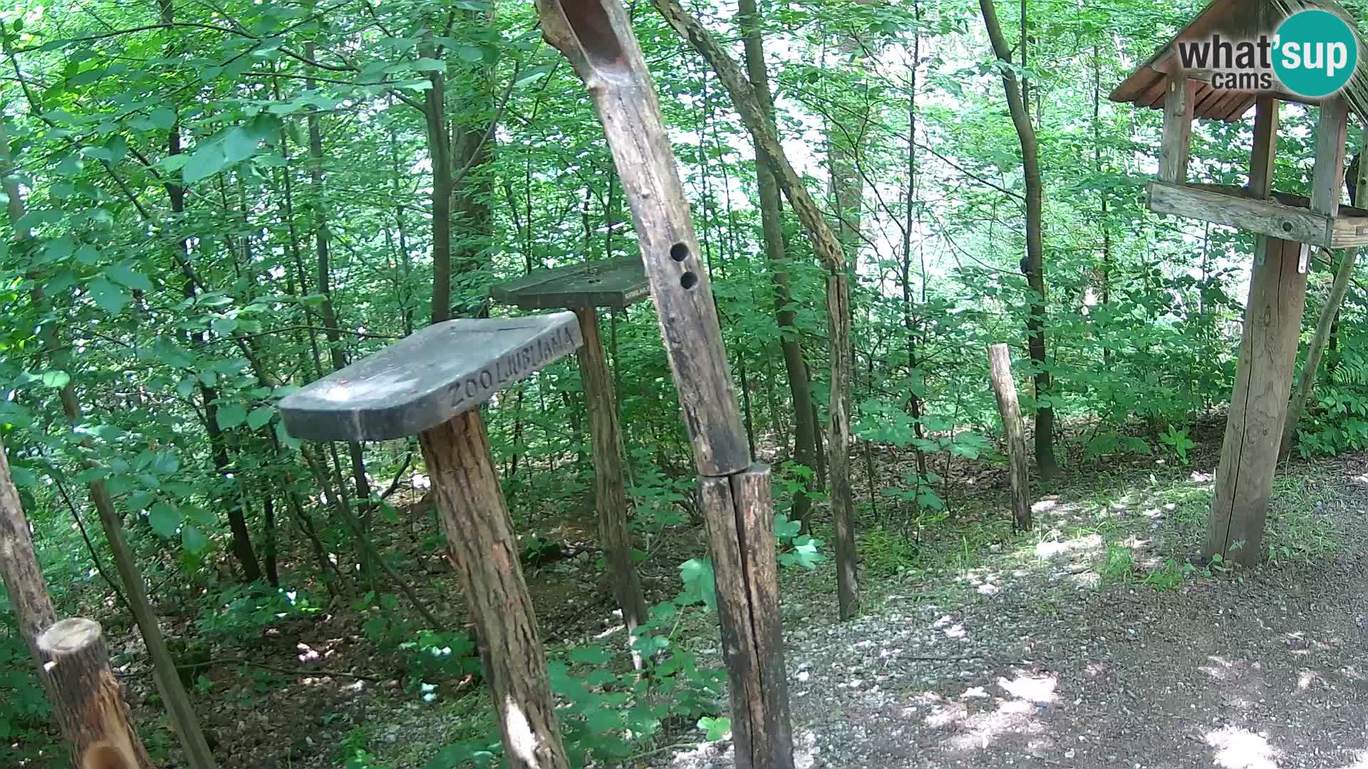 Mangiatoie per uccelli allo ZOO di Lubiana livecam