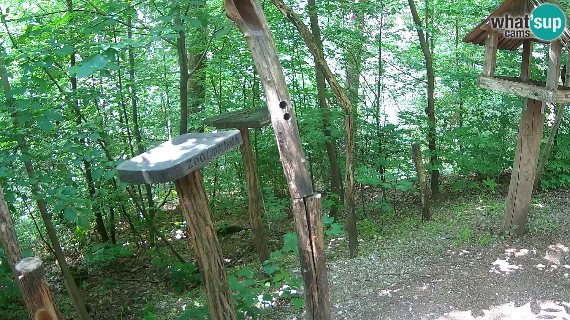 Mangeoires pour oiseaux au ZOO live webcam Ljubljana