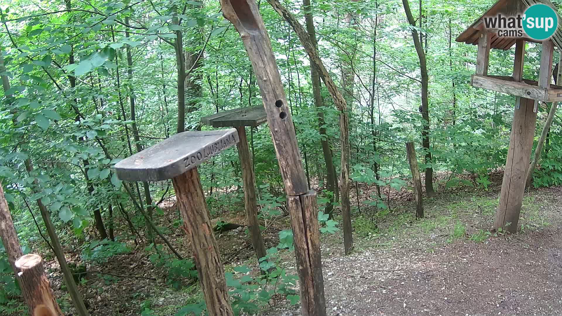 Mangeoires pour oiseaux au ZOO live webcam Ljubljana