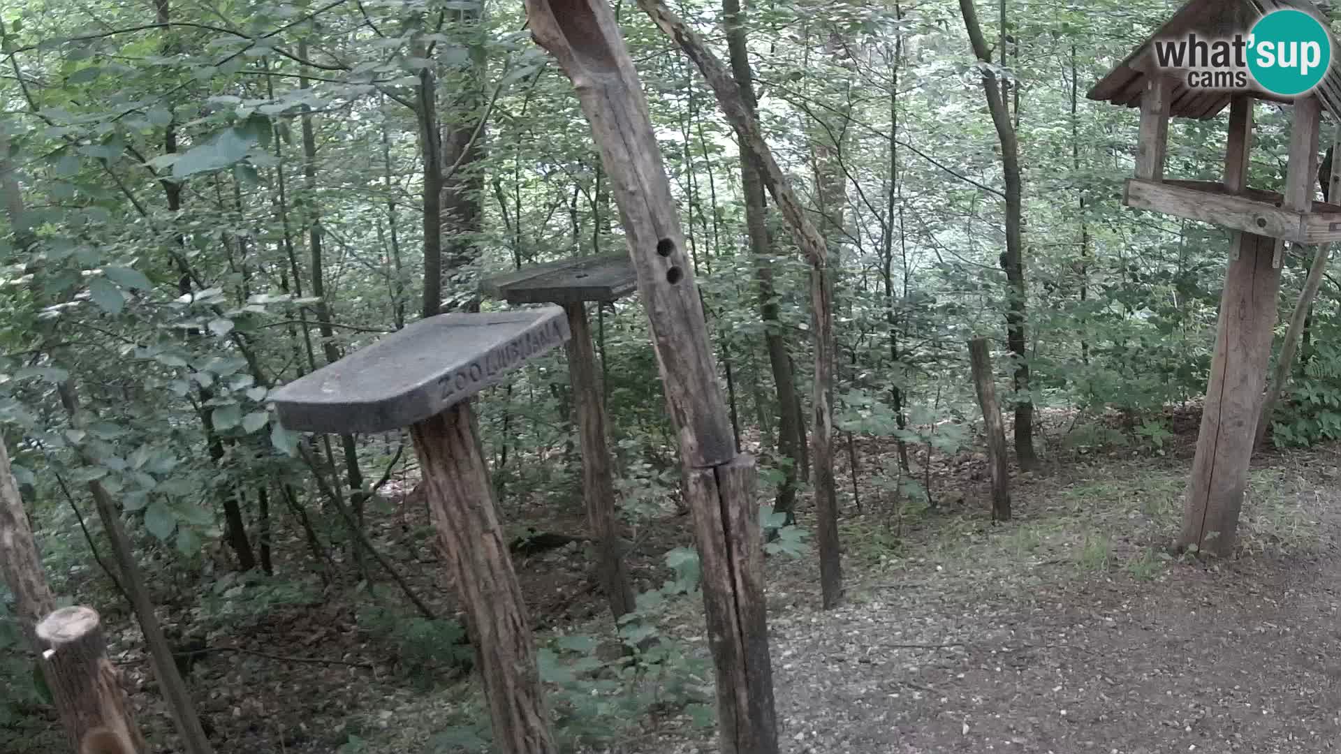 Hranilice za ptice u ZOO web kamera Ljubljana