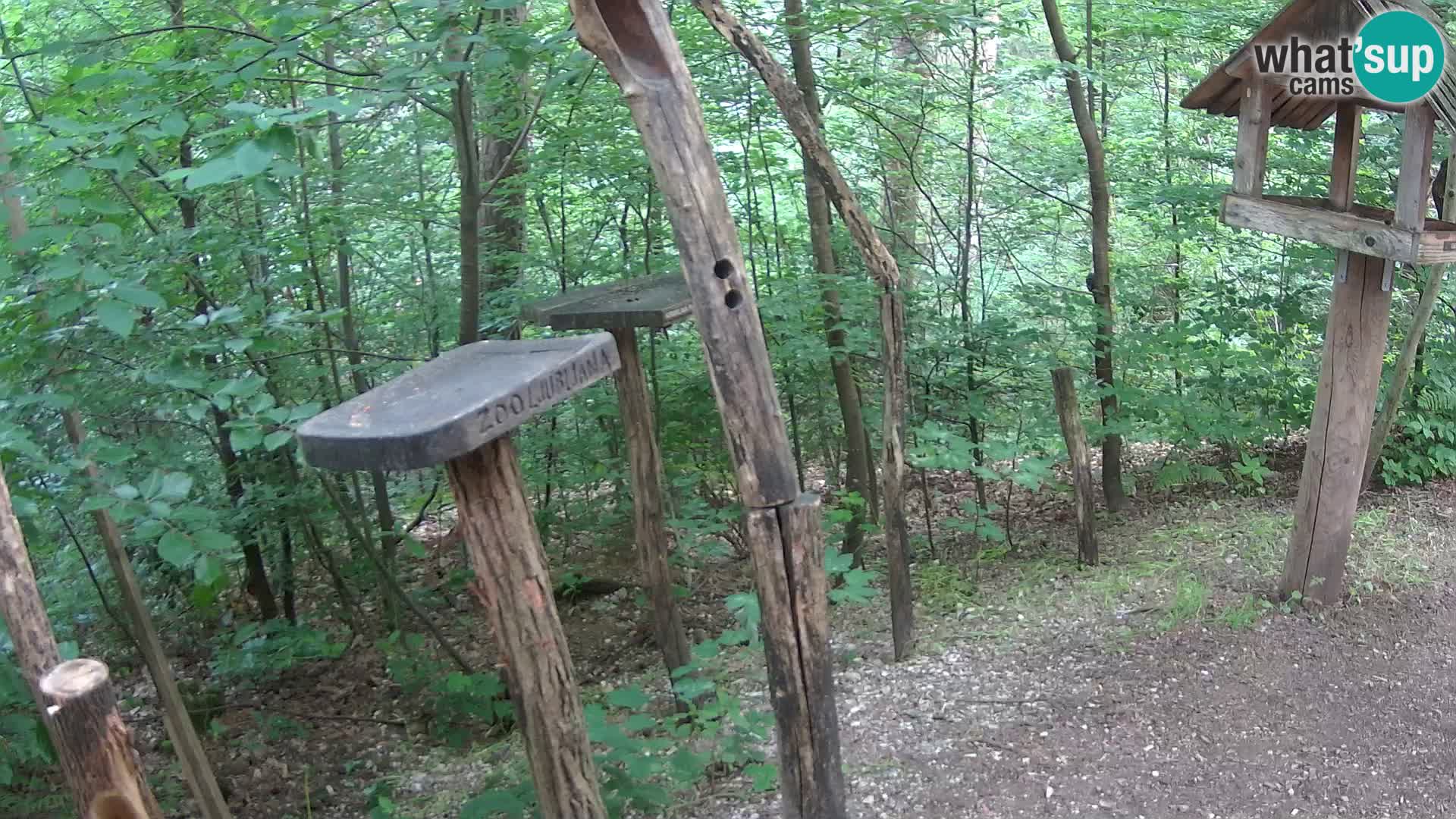 Hranilice za ptice u ZOO web kamera Ljubljana